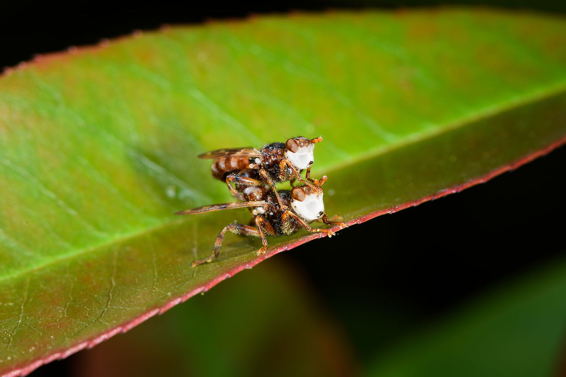 Pale-faced Myopinae, Heesch, Netherlands Henriette pointed out these pale-faced fly-like insects mating on a leaf in our garden. They look pretty bizarre to me, can&#039;t say I&#039;ve seen them before. Will try to reach out for help to get them identified.<br />
<figure class="photo"><a href="https://www.jungledragon.com/image/80270/pale-faced_myopinae-_closeup_heesch_netherlands.html" title="Pale-faced Myopinae- closeup, Heesch, Netherlands"><img src="https://s3.amazonaws.com/media.jungledragon.com/images/2/80270_thumb.jpg?AWSAccessKeyId=05GMT0V3GWVNE7GGM1R2&Expires=1769040010&Signature=t85RHQuDY2%2ByXdpt8WTIY3n9zHA%3D" width="200" height="200" alt="Pale-faced Myopinae- closeup, Heesch, Netherlands Henriette pointed out these pale-faced fly-like insects mating on a leaf in our garden. They look pretty bizarre to me, can&#039;t say I&#039;ve seen them before. Will try to reach out for help to get them identified.<br />
https://www.jungledragon.com/image/80271/pale-faced_diptera_heesch_netherlands.html Europe,Heesch,Myopa buccata,Netherlands,World,the Netherlands" /></a></figure> Europe,Heesch,Myopa buccata,Netherlands,World,the Netherlands