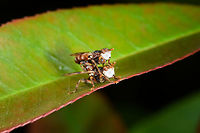 Pale-faced Myopinae, Heesch, Netherlands Henriette pointed out these pale-faced fly-like insects mating on a leaf in our garden. They look pretty bizarre to me, can't say I've seen them before. Will try to reach out for help to get them identified.<br />
https://www.jungledragon.com/image/80270/pale-faced_diptera_-_closeup_heesch_netherlands.html Europe,Heesch,Myopa buccata,Netherlands,World,the Netherlands