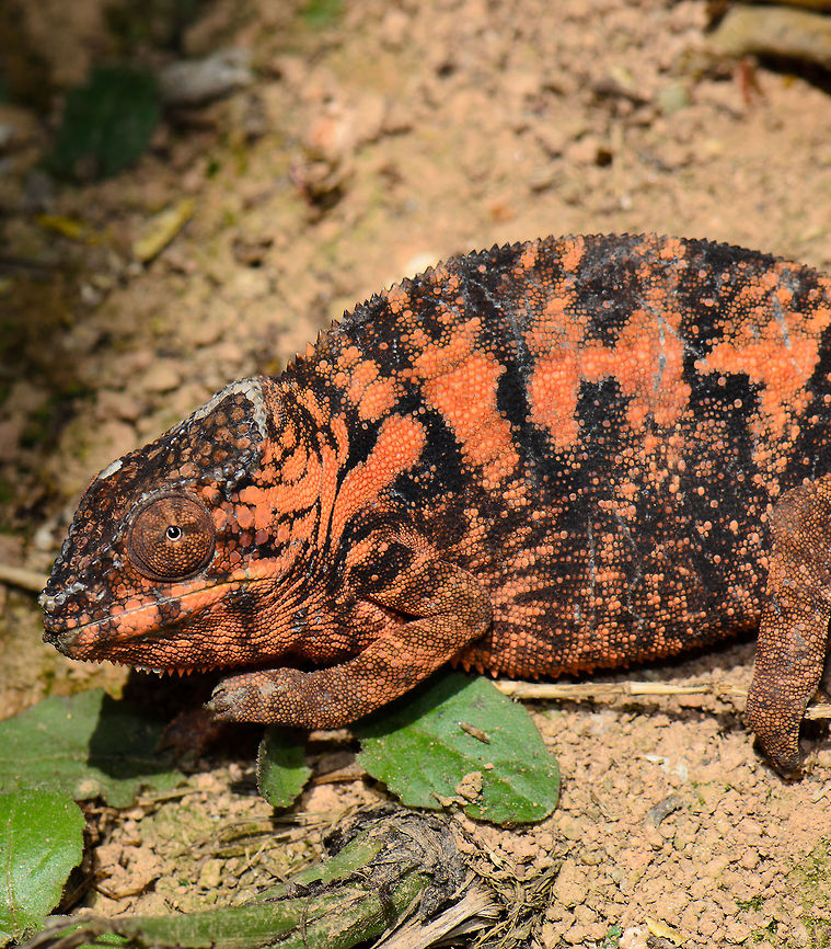 Orange Panther Chameleon stare  Furcifer pardalis,Madagascar,Panther chameleon,Pyreras Reserve