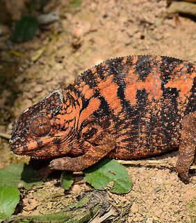 Orange Panther Chameleon stare  Furcifer pardalis,Madagascar,Panther chameleon,Pyreras Reserve