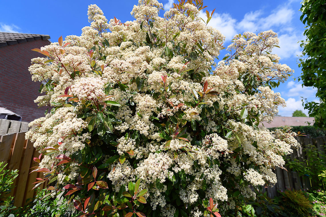 Scarlet firethorn, Heesch, Netherlands This Pyracantha coccinea (scarlet firethorn) is one of the largest plants in our garden. It's tall but also deep, the layers upon layers of branches make it quite an attractive urban bird nest location. Usually blackbirds nest in it. I see them go in and out all the time, yet I never inspect the nest or even check where it is. Birds are stressed enough already when nesting, and I want them to keep using the spot. I also never clean up the fallen leafs below the tree, as I know dunnocks are hopping around there, and it provides shelter and nutrition for snails and beetles. <br />
<br />
I just let things be. Non-intervention is fantastic, I mean...how hard can it be to do nothing at all? <br />
<br />
I haven't really kept track of the blooming of this plant, but I sure don't remember in the 12 years prior that it went into a super bloom like this. In the 2 weeks that it bloomed, I think it attracted all the neighbourhood's pollinators. There's thousands of little flowers on this single plant.<br />
<br />
I'll misuse this post for a little gear tour. Most of my photos shared on JD come from our remote travel or local macro hikes, where my 80-400mm and 105mm macro lens dominate. These 3 photos are taken with the 3 "other" lenzes I own, although none of the shots do these lenzes much justice, so here goes...<br />
<br />
AF-S NIKKOR 14-24mm F2.8G ED<br />
----------------------------<br />
A legendary ultra-wide angle lens. A huge bulb of glass, very heavy, known for its exceptional sharpness. My usage of this lens has decreased in recent years, due to simply being too busy with the other two disciplines in the field (birding, macro).<br />
<br />
People first looking through this lens have their minds blown, if not used to 14mm. If you'd be almost hitting a tree with this lens, in the viewfinder those trees seem 5m away still. And it will show your feet, even if not pointing at them. You can easily cover a tight cave with this lens:<br />
<figure class="photo"><a href="https://www.jungledragon.com/image/38579/entry_to_the_cave_of_bats_ankarana_madagascar.html" title="Entry to the Cave of Bats, Ankarana, Madagascar"><img src="https://s3.amazonaws.com/media.jungledragon.com/images/2/38579_thumb.jpg?AWSAccessKeyId=05GMT0V3GWVNE7GGM1R2&Expires=1759968010&Signature=inVuJ5GQ8kVeSiQFgfT%2B5aORQHs%3D" width="200" height="134" alt="Entry to the Cave of Bats, Ankarana, Madagascar After about 3 hours of hiking on our 2nd day, we arrived at the entrance of this "Cave of Bats", one of many caves in the Ankarana reserve, some to be claimed the longest in the whole of Africa. <br />
<br />
Some cultural rules apply here. You have to take of any hats. Furthermore, "people from the capital" are denied entry altogether, so we had to leave behind our guide here. This is due to a history of tribal warfare. Africa,Ankarana,Madagascar,Madagascar North,World" /></a></figure><br />
<br />
Or, you can fit entire trees in your viewfinder:<br />
<br />
<a href="https://www.jungledragon.com/tag/17703/kandy.html" title="Kandy" class="tag"><em>54</em>Kandy</a><br />
<br />
Nikon AF-S NIKKOR 85mm f/1.4G Lens<br />
----------------------------------<br />
This is optically my best lens. It is fixed focal length, very fast, with a stunning bokeh. I use this lens occassionally, mostly on pets and people, which I don't share here. Unfortunately, few natural subjects are suitable for this lens. It's too short for birding, doesn't magnify enough for insect or small fungi. It can be used for plants or tame mammals, but I don't regularly do so. That said, I cannot overstate the glory of this lens. When used on the right subject, it creates a stunning atmosphere, even if you're not trying. This was literally my first shot with the lens, just point and shoot:<br />
<br />
<a href="https://scontent-amt2-1.xx.fbcdn.net/v/t31.0-8/12779196_10153946942017692_462955599884554194_o.jpg?_nc_cat=102&_nc_ht=scontent-amt2-1.xx&oh=ab6ea71a286862207397e4c1649efbf1&oe=5D9BBA4D" rel="nofollow">https://scontent-amt2-1.xx.fbcdn.net/v/t31.0-8/12779196_10153946942017692_462955599884554194_o.jpg?_nc_cat=102&_nc_ht=scontent-amt2-1.xx&oh=ab6ea71a286862207397e4c1649efbf1&oe=5D9BBA4D</a><br />
<br />
A more recent example:<br />
<a href="https://scontent-amt2-1.xx.fbcdn.net/v/t1.0-9/60213073_10157187426502692_3267645706168434688_o.jpg?_nc_cat=108&_nc_ht=scontent-amt2-1.xx&oh=76ba11e5da5d9934d25a742a75f4b9b6&oe=5D9DCEB2" rel="nofollow">https://scontent-amt2-1.xx.fbcdn.net/v/t1.0-9/60213073_10157187426502692_3267645706168434688_o.jpg?_nc_cat=108&_nc_ht=scontent-amt2-1.xx&oh=76ba11e5da5d9934d25a742a75f4b9b6&oe=5D9DCEB2</a><br />
<br />
My big frustration with this lens is that it does not focus close enough. If it would focus just a little closer, I'd use it far more often for fungi, for example. That said, this strategy can perhaps still work given that I do have plenty of crop space.<br />
<br />
Nikkor 50mm F1.2 AI<br />
-------------------<br />
A recent addition. This is a sentimental lens. The lens is older than me, and still produced today. It is a solid piece of metal, no plastic. Both focusing and aperture is manually done, using a separate aperture ring. At f/1.2, it's Nikon's fastest lens. At f/1.2, with manual focus and on a high resolution sensor, using it is very hard, which is part of its charm. Above all, this lens renders with "character". Compared to the much more modern f/1.4, bokeh is a lot less smooth yet it is messy in an artistic way. The true signature of this lens is that the parts that are in focus are both sharp and unsharp. I know that doesn't make sense, it's best explained as something that is sharp with a faint glow around, sometimes called the "classic soft focus" effect in post processing. <br />
<br />
All of this is a reminder to myself to use these lenses more. <br />
<br />
<figure class="photo"><a href="https://www.jungledragon.com/image/80281/scarlet_firethorn_-_full_plant_heesch_netherlands.html" title="Scarlet firethorn - full plant, Heesch, Netherlands"><img src="https://s3.amazonaws.com/media.jungledragon.com/images/2/80281_thumb.jpg?AWSAccessKeyId=05GMT0V3GWVNE7GGM1R2&Expires=1759968010&Signature=WFwdagb3CGpiHgC%2F1BFD8C6lm40%3D" width="200" height="134" alt="Scarlet firethorn - full plant, Heesch, Netherlands This Pyracantha coccinea (scarlet firethorn) is one of the largest plants in our garden. It's tall but also deep, the layers upon layers of branches make it quite an attractive urban bird nest location. Usually blackbirds nest in it. I see them go in and out all the time, yet I never inspect the nest or even check where it is. Birds are stressed enough already when nesting, and I want them to keep using the spot. I also never clean up the fallen leafs below the tree, as I know dunnocks are hopping around there, and it provides shelter and nutrition for snails and beetles. <br />
<br />
I just let things be. Non-intervention is fantastic, I mean...how hard can it be to do nothing at all? <br />
<br />
I haven't really kept track of the blooming of this plant, but I sure don't remember in the 12 years prior that it went into a super bloom like this. In the 2 weeks that it bloomed, I think it attracted all the neighbourhood's pollinators. There's thousands of little flowers on this single plant.<br />
<br />
I'll misuse this post for a little gear tour. Most of my photos shared on JD come from our remote travel or local macro hikes, where my 80-400mm and 105mm macro lens dominate. These 3 photos are taken with the 3 "other" lenzes I own, although none of the shots do these lenzes much justice, so here goes...<br />
<br />
AF-S NIKKOR 14-24mm F2.8G ED<br />
----------------------------<br />
A legendary ultra-wide angle lens. A huge bulb of glass, very heavy, known for its exceptional sharpness. My usage of this lens has decreased in recent years, due to simply being too busy with the other two disciplines in the field (birding, macro).<br />
<br />
People first looking through this lens have their minds blown, if not used to 14mm. If you'd be almost hitting a tree with this lens, in the viewfinder those trees seem 5m away still. And it will show your feet, even if not pointing at them. You can easily cover a tight cave with this lens:<br />
https://www.jungledragon.com/image/38579/entry_to_the_cave_of_bats_ankarana_madagascar.html<br />
<br />
Or, you can fit entire trees in your viewfinder:<br />
<br />
https://www.jungledragon.com/tag/17703/kandy.html<br />
<br />
Nikon AF-S NIKKOR 85mm f/1.4G Lens<br />
----------------------------------<br />
This is optically my best lens. It is fixed focal length, very fast, with a stunning bokeh. I use this lens occassionally, mostly on pets and people, which I don't share here. Unfortunately, few natural subjects are suitable for this lens. It's too short for birding, doesn't magnify enough for insect or small fungi. It can be used for plants or tame mammals, but I don't regularly do so. That said, I cannot overstate the glory of this lens. When used on the right subject, it creates a stunning atmosphere, even if you're not trying. This was literally my first shot with the lens, just point and shoot:<br />
<br />
https://scontent-amt2-1.xx.fbcdn.net/v/t31.0-8/12779196_10153946942017692_462955599884554194_o.jpg?_nc_cat=102&_nc_ht=scontent-amt2-1.xx&oh=ab6ea71a286862207397e4c1649efbf1&oe=5D9BBA4D<br />
<br />
A more recent example:<br />
https://scontent-amt2-1.xx.fbcdn.net/v/t1.0-9/60213073_10157187426502692_3267645706168434688_o.jpg?_nc_cat=108&_nc_ht=scontent-amt2-1.xx&oh=76ba11e5da5d9934d25a742a75f4b9b6&oe=5D9DCEB2<br />
<br />
My big frustration with this lens is that it does not focus close enough. If it would focus just a little closer, I'd use it far more often for fungi, for example. That said, this strategy can perhaps still work given that I do have plenty of crop space.<br />
<br />
Nikkor 50mm F1.2 AI<br />
-------------------<br />
A recent addition. This is a sentimental lens. The lens is older than me, and still produced today. It is a solid piece of metal, no plastic. Both focusing and aperture is manually done, using a separate aperture ring. At f/1.2, it's Nikon's fastest lens. At f/1.2, with manual focus and on a high resolution sensor, using it is very hard, which is part of its charm. Above all, this lens renders with "character". Compared to the much more modern f/1.4, bokeh is a lot less smooth yet it is messy in an artistic way. The true signature of this lens is that the parts that are in focus are both sharp and unsharp. I know that doesn't make sense, it's best explained as something that is sharp with a faint glow around, sometimes called the "classic soft focus" effect in post processing. <br />
<br />
All of this is a reminder to myself to use these lenses more. <br />
<br />
https://www.jungledragon.com/image/80280/scarlet_firethorn_heesch_netherlands.html<br />
https://www.jungledragon.com/image/80284/scarlet_firethorn_-_flowers_heesch_netherlands.html Europe,Heesch,Netherlands,Pyracantha coccinea,Scarlet firethorn,World,the Netherlands" /></a></figure><br />
<figure class="photo"><a href="https://www.jungledragon.com/image/80284/scarlet_firethorn_-_flowers_heesch_netherlands.html" title="Scarlet firethorn - flowers, Heesch, Netherlands"><img src="https://s3.amazonaws.com/media.jungledragon.com/images/2/80284_thumb.jpg?AWSAccessKeyId=05GMT0V3GWVNE7GGM1R2&Expires=1759968010&Signature=cahCuV%2FOl0o%2B3dmD4E5zsfH41N8%3D" width="200" height="134" alt="Scarlet firethorn - flowers, Heesch, Netherlands This Pyracantha coccinea (scarlet firethorn) is one of the largest plants in our garden. It's tall but also deep, the layers upon layers of branches make it quite an attractive urban bird nest location. Usually blackbirds nest in it. I see them go in and out all the time, yet I never inspect the nest or even check where it is. Birds are stressed enough already when nesting, and I want them to keep using the spot. I also never clean up the fallen leafs below the tree, as I know dunnocks are hopping around there, and it provides shelter and nutrition for snails and beetles. <br />
<br />
I just let things be. Non-intervention is fantastic, I mean...how hard can it be to do nothing at all? <br />
<br />
I haven't really kept track of the blooming of this plant, but I sure don't remember in the 12 years prior that it went into a super bloom like this. In the 2 weeks that it bloomed, I think it attracted all the neighbourhood's pollinators. There's thousands of little flowers on this single plant.<br />
<br />
I'll misuse this post for a little gear tour. Most of my photos shared on JD come from our remote travel or local macro hikes, where my 80-400mm and 105mm macro lens dominate. These 3 photos are taken with the 3 "other" lenzes I own, although none of the shots do these lenzes much justice, so here goes...<br />
<br />
AF-S NIKKOR 14-24mm F2.8G ED<br />
----------------------------<br />
A legendary ultra-wide angle lens. A huge bulb of glass, very heavy, known for its exceptional sharpness. My usage of this lens has decreased in recent years, due to simply being too busy with the other two disciplines in the field (birding, macro).<br />
<br />
People first looking through this lens have their minds blown, if not used to 14mm. If you'd be almost hitting a tree with this lens, in the viewfinder those trees seem 5m away still. And it will show your feet, even if not pointing at them. You can easily cover a tight cave with this lens:<br />
https://www.jungledragon.com/image/38579/entry_to_the_cave_of_bats_ankarana_madagascar.html<br />
<br />
Or, you can fit entire trees in your viewfinder:<br />
<br />
https://www.jungledragon.com/tag/17703/kandy.html<br />
<br />
Nikon AF-S NIKKOR 85mm f/1.4G Lens<br />
----------------------------------<br />
This is optically my best lens. It is fixed focal length, very fast, with a stunning bokeh. I use this lens occassionally, mostly on pets and people, which I don't share here. Unfortunately, few natural subjects are suitable for this lens. It's too short for birding, doesn't magnify enough for insect or small fungi. It can be used for plants or tame mammals, but I don't regularly do so. That said, I cannot overstate the glory of this lens. When used on the right subject, it creates a stunning atmosphere, even if you're not trying. This was literally my first shot with the lens, just point and shoot:<br />
<br />
https://scontent-amt2-1.xx.fbcdn.net/v/t31.0-8/12779196_10153946942017692_462955599884554194_o.jpg?_nc_cat=102&_nc_ht=scontent-amt2-1.xx&oh=ab6ea71a286862207397e4c1649efbf1&oe=5D9BBA4D<br />
<br />
A more recent example:<br />
https://scontent-amt2-1.xx.fbcdn.net/v/t1.0-9/60213073_10157187426502692_3267645706168434688_o.jpg?_nc_cat=108&_nc_ht=scontent-amt2-1.xx&oh=76ba11e5da5d9934d25a742a75f4b9b6&oe=5D9DCEB2<br />
<br />
My big frustration with this lens is that it does not focus close enough. If it would focus just a little closer, I'd use it far more often for fungi, for example. That said, this strategy can perhaps still work given that I do have plenty of crop space.<br />
<br />
Nikkor 50mm F1.2 AI<br />
-------------------<br />
A recent addition. This is a sentimental lens. The lens is older than me, and still produced today. It is a solid piece of metal, no plastic. Both focusing and aperture is manually done, using a separate aperture ring. At f/1.2, it's Nikon's fastest lens. At f/1.2, with manual focus and on a high resolution sensor, using it is very hard, which is part of its charm. Above all, this lens renders with "character". Compared to the much more modern f/1.4, bokeh is a lot less smooth yet it is messy in an artistic way. The true signature of this lens is that the parts that are in focus are both sharp and unsharp. I know that doesn't make sense, it's best explained as something that is sharp with a faint glow around, sometimes called the "classic soft focus" effect in post processing. <br />
<br />
All of this is a reminder to myself to use these lenses more. <br />
<br />
https://www.jungledragon.com/image/80280/scarlet_firethorn_heesch_netherlands.html<br />
https://www.jungledragon.com/image/80281/scarlet_firethorn_-_full_plant_heesch_netherlands.html Europe,Heesch,Netherlands,Pyracantha coccinea,Scarlet firethorn,World,the Netherlands" /></a></figure> Europe,Heesch,Netherlands,Pyracantha coccinea,World,the Netherlands