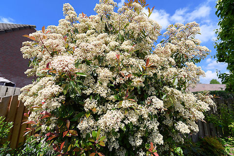 Scarlet firethorn, Heesch, Netherlands This Pyracantha coccinea (scarlet firethorn) is one of the largest plants in our garden. It's tall but also deep, the layers upon layers of branches make it quite an attractive urban bird nest location. Usually blackbirds nest in it. I see them go in and out all the time, yet I never inspect the nest or even check where it is. Birds are stressed enough already when nesting, and I want them to keep using the spot. I also never clean up the fallen leafs below the tree, as I know dunnocks are hopping around there, and it provides shelter and nutrition for snails and beetles. 

I just let things be. Non-intervention is fantastic, I mean...how hard can it be to do nothing at all? 

I haven't really kept track of the blooming of this plant, but I sure don't remember in the 12 years prior that it went into a super bloom like this. In the 2 weeks that it bloomed, I think it attracted all the neighbourhood's pollinators. There's thousands of little flowers on this single plant.

I'll misuse this post for a little gear tour. Most of my photos shared on JD come from our remote travel or local macro hikes, where my 80-400mm and 105mm macro lens dominate. These 3 photos are taken with the 3 "other" lenzes I own, although none of the shots do these lenzes much justice, so here goes...

AF-S NIKKOR 14-24mm F2.8G ED
----------------------------
A legendary ultra-wide angle lens. A huge bulb of glass, very heavy, known for its exceptional sharpness. My usage of this lens has decreased in recent years, due to simply being too busy with the other two disciplines in the field (birding, macro).

People first looking through this lens have their minds blown, if not used to 14mm. If you'd be almost hitting a tree with this lens, in the viewfinder those trees seem 5m away still. And it will show your feet, even if not pointing at them. You can easily cover a tight cave with this lens:
https://www.jungledragon.com/image/38579/entry_to_the_cave_of_bats_ankarana_madagascar.html

Or, you can fit entire trees in your viewfinder:

https://www.jungledragon.com/tag/17703/kandy.html

Nikon AF-S NIKKOR 85mm f/1.4G Lens
----------------------------------
This is optically my best lens. It is fixed focal length, very fast, with a stunning bokeh. I use this lens occassionally, mostly on pets and people, which I don't share here. Unfortunately, few natural subjects are suitable for this lens. It's too short for birding, doesn't magnify enough for insect or small fungi. It can be used for plants or tame mammals, but I don't regularly do so. That said, I cannot overstate the glory of this lens. When used on the right subject, it creates a stunning atmosphere, even if you're not trying. This was literally my first shot with the lens, just point and shoot:

https://scontent-amt2-1.xx.fbcdn.net/v/t31.0-8/12779196_10153946942017692_462955599884554194_o.jpg?_nc_cat=102&_nc_ht=scontent-amt2-1.xx&oh=ab6ea71a286862207397e4c1649efbf1&oe=5D9BBA4D

A more recent example:
https://scontent-amt2-1.xx.fbcdn.net/v/t1.0-9/60213073_10157187426502692_3267645706168434688_o.jpg?_nc_cat=108&_nc_ht=scontent-amt2-1.xx&oh=76ba11e5da5d9934d25a742a75f4b9b6&oe=5D9DCEB2

My big frustration with this lens is that it does not focus close enough. If it would focus just a little closer, I'd use it far more often for fungi, for example. That said, this strategy can perhaps still work given that I do have plenty of crop space.

Nikkor 50mm F1.2 AI
-------------------
A recent addition. This is a sentimental lens. The lens is older than me, and still produced today. It is a solid piece of metal, no plastic. Both focusing and aperture is manually done, using a separate aperture ring. At f/1.2, it's Nikon's fastest lens. At f/1.2, with manual focus and on a high resolution sensor, using it is very hard, which is part of its charm. Above all, this lens renders with "character". Compared to the much more modern f/1.4, bokeh is a lot less smooth yet it is messy in an artistic way. The true signature of this lens is that the parts that are in focus are both sharp and unsharp. I know that doesn't make sense, it's best explained as something that is sharp with a faint glow around, sometimes called the "classic soft focus" effect in post processing. 

All of this is a reminder to myself to use these lenses more. 

https://www.jungledragon.com/image/80281/scarlet_firethorn_-_full_plant_heesch_netherlands.html
https://www.jungledragon.com/image/80284/scarlet_firethorn_-_flowers_heesch_netherlands.html Europe,Heesch,Netherlands,Pyracantha coccinea,World,the Netherlands