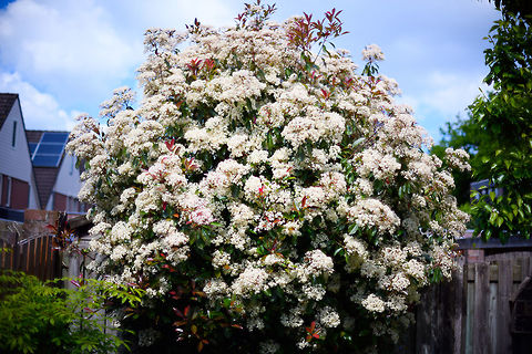 Scarlet firethorn - full plant, Heesch, Netherlands This Pyracantha coccinea (scarlet firethorn) is one of the largest plants in our garden. It's tall but also deep, the layers upon layers of branches make it quite an attractive urban bird nest location. Usually blackbirds nest in it. I see them go in and out all the time, yet I never inspect the nest or even check where it is. Birds are stressed enough already when nesting, and I want them to keep using the spot. I also never clean up the fallen leafs below the tree, as I know dunnocks are hopping around there, and it provides shelter and nutrition for snails and beetles. 

I just let things be. Non-intervention is fantastic, I mean...how hard can it be to do nothing at all? 

I haven't really kept track of the blooming of this plant, but I sure don't remember in the 12 years prior that it went into a super bloom like this. In the 2 weeks that it bloomed, I think it attracted all the neighbourhood's pollinators. There's thousands of little flowers on this single plant.

I'll misuse this post for a little gear tour. Most of my photos shared on JD come from our remote travel or local macro hikes, where my 80-400mm and 105mm macro lens dominate. These 3 photos are taken with the 3 "other" lenzes I own, although none of the shots do these lenzes much justice, so here goes...

AF-S NIKKOR 14-24mm F2.8G ED
----------------------------
A legendary ultra-wide angle lens. A huge bulb of glass, very heavy, known for its exceptional sharpness. My usage of this lens has decreased in recent years, due to simply being too busy with the other two disciplines in the field (birding, macro).

People first looking through this lens have their minds blown, if not used to 14mm. If you'd be almost hitting a tree with this lens, in the viewfinder those trees seem 5m away still. And it will show your feet, even if not pointing at them. You can easily cover a tight cave with this lens:
https://www.jungledragon.com/image/38579/entry_to_the_cave_of_bats_ankarana_madagascar.html

Or, you can fit entire trees in your viewfinder:

https://www.jungledragon.com/tag/17703/kandy.html

Nikon AF-S NIKKOR 85mm f/1.4G Lens
----------------------------------
This is optically my best lens. It is fixed focal length, very fast, with a stunning bokeh. I use this lens occassionally, mostly on pets and people, which I don't share here. Unfortunately, few natural subjects are suitable for this lens. It's too short for birding, doesn't magnify enough for insect or small fungi. It can be used for plants or tame mammals, but I don't regularly do so. That said, I cannot overstate the glory of this lens. When used on the right subject, it creates a stunning atmosphere, even if you're not trying. This was literally my first shot with the lens, just point and shoot:

https://scontent-amt2-1.xx.fbcdn.net/v/t31.0-8/12779196_10153946942017692_462955599884554194_o.jpg?_nc_cat=102&_nc_ht=scontent-amt2-1.xx&oh=ab6ea71a286862207397e4c1649efbf1&oe=5D9BBA4D

A more recent example:
https://scontent-amt2-1.xx.fbcdn.net/v/t1.0-9/60213073_10157187426502692_3267645706168434688_o.jpg?_nc_cat=108&_nc_ht=scontent-amt2-1.xx&oh=76ba11e5da5d9934d25a742a75f4b9b6&oe=5D9DCEB2

My big frustration with this lens is that it does not focus close enough. If it would focus just a little closer, I'd use it far more often for fungi, for example. That said, this strategy can perhaps still work given that I do have plenty of crop space.

Nikkor 50mm F1.2 AI
-------------------
A recent addition. This is a sentimental lens. The lens is older than me, and still produced today. It is a solid piece of metal, no plastic. Both focusing and aperture is manually done, using a separate aperture ring. At f/1.2, it's Nikon's fastest lens. At f/1.2, with manual focus and on a high resolution sensor, using it is very hard, which is part of its charm. Above all, this lens renders with "character". Compared to the much more modern f/1.4, bokeh is a lot less smooth yet it is messy in an artistic way. The true signature of this lens is that the parts that are in focus are both sharp and unsharp. I know that doesn't make sense, it's best explained as something that is sharp with a faint glow around, sometimes called the "classic soft focus" effect in post processing. 

All of this is a reminder to myself to use these lenses more. 

https://www.jungledragon.com/image/80280/scarlet_firethorn_heesch_netherlands.html
https://www.jungledragon.com/image/80284/scarlet_firethorn_-_flowers_heesch_netherlands.html Europe,Heesch,Netherlands,Pyracantha coccinea,Scarlet firethorn,World,the Netherlands