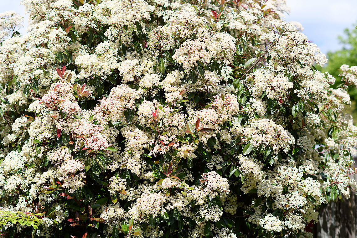 Scarlet firethorn - flowers, Heesch, Netherlands This Pyracantha coccinea (scarlet firethorn) is one of the largest plants in our garden. It's tall but also deep, the layers upon layers of branches make it quite an attractive urban bird nest location. Usually blackbirds nest in it. I see them go in and out all the time, yet I never inspect the nest or even check where it is. Birds are stressed enough already when nesting, and I want them to keep using the spot. I also never clean up the fallen leafs below the tree, as I know dunnocks are hopping around there, and it provides shelter and nutrition for snails and beetles. <br />
<br />
I just let things be. Non-intervention is fantastic, I mean...how hard can it be to do nothing at all? <br />
<br />
I haven't really kept track of the blooming of this plant, but I sure don't remember in the 12 years prior that it went into a super bloom like this. In the 2 weeks that it bloomed, I think it attracted all the neighbourhood's pollinators. There's thousands of little flowers on this single plant.<br />
<br />
I'll misuse this post for a little gear tour. Most of my photos shared on JD come from our remote travel or local macro hikes, where my 80-400mm and 105mm macro lens dominate. These 3 photos are taken with the 3 "other" lenzes I own, although none of the shots do these lenzes much justice, so here goes...<br />
<br />
AF-S NIKKOR 14-24mm F2.8G ED<br />
----------------------------<br />
A legendary ultra-wide angle lens. A huge bulb of glass, very heavy, known for its exceptional sharpness. My usage of this lens has decreased in recent years, due to simply being too busy with the other two disciplines in the field (birding, macro).<br />
<br />
People first looking through this lens have their minds blown, if not used to 14mm. If you'd be almost hitting a tree with this lens, in the viewfinder those trees seem 5m away still. And it will show your feet, even if not pointing at them. You can easily cover a tight cave with this lens:<br />
<figure class="photo"><a href="https://www.jungledragon.com/image/38579/entry_to_the_cave_of_bats_ankarana_madagascar.html" title="Entry to the Cave of Bats, Ankarana, Madagascar"><img src="https://s3.amazonaws.com/media.jungledragon.com/images/2/38579_thumb.jpg?AWSAccessKeyId=05GMT0V3GWVNE7GGM1R2&Expires=1770854410&Signature=wmXVcF0ECjCJQo%2BbYFCbG76u8Hs%3D" width="200" height="134" alt="Entry to the Cave of Bats, Ankarana, Madagascar After about 3 hours of hiking on our 2nd day, we arrived at the entrance of this "Cave of Bats", one of many caves in the Ankarana reserve, some to be claimed the longest in the whole of Africa. <br />
<br />
Some cultural rules apply here. You have to take of any hats. Furthermore, "people from the capital" are denied entry altogether, so we had to leave behind our guide here. This is due to a history of tribal warfare. Africa,Ankarana,Madagascar,Madagascar North,World" /></a></figure><br />
<br />
Or, you can fit entire trees in your viewfinder:<br />
<br />
<a href="https://www.jungledragon.com/tag/17703/kandy.html" title="Kandy" class="tag"><em>54</em>Kandy</a><br />
<br />
Nikon AF-S NIKKOR 85mm f/1.4G Lens<br />
----------------------------------<br />
This is optically my best lens. It is fixed focal length, very fast, with a stunning bokeh. I use this lens occassionally, mostly on pets and people, which I don't share here. Unfortunately, few natural subjects are suitable for this lens. It's too short for birding, doesn't magnify enough for insect or small fungi. It can be used for plants or tame mammals, but I don't regularly do so. That said, I cannot overstate the glory of this lens. When used on the right subject, it creates a stunning atmosphere, even if you're not trying. This was literally my first shot with the lens, just point and shoot:<br />
<br />
<a href="https://scontent-amt2-1.xx.fbcdn.net/v/t31.0-8/12779196_10153946942017692_462955599884554194_o.jpg?_nc_cat=102&amp;_nc_ht=scontent-amt2-1.xx&amp;oh=ab6ea71a286862207397e4c1649efbf1&amp;oe=5D9BBA4D" rel="nofollow">https://scontent-amt2-1.xx.fbcdn.net/v/t31.0-8/12779196_10153946942017692_462955599884554194_o.jpg?_nc_cat=102&amp;_nc_ht=scontent-amt2-1.xx&amp;oh=ab6ea71a286862207397e4c1649efbf1&amp;oe=5D9BBA4D</a><br />
<br />
A more recent example:<br />
<a href="https://scontent-amt2-1.xx.fbcdn.net/v/t1.0-9/60213073_10157187426502692_3267645706168434688_o.jpg?_nc_cat=108&amp;_nc_ht=scontent-amt2-1.xx&amp;oh=76ba11e5da5d9934d25a742a75f4b9b6&amp;oe=5D9DCEB2" rel="nofollow">https://scontent-amt2-1.xx.fbcdn.net/v/t1.0-9/60213073_10157187426502692_3267645706168434688_o.jpg?_nc_cat=108&amp;_nc_ht=scontent-amt2-1.xx&amp;oh=76ba11e5da5d9934d25a742a75f4b9b6&amp;oe=5D9DCEB2</a><br />
<br />
My big frustration with this lens is that it does not focus close enough. If it would focus just a little closer, I'd use it far more often for fungi, for example. That said, this strategy can perhaps still work given that I do have plenty of crop space.<br />
<br />
Nikkor 50mm F1.2 AI<br />
-------------------<br />
A recent addition. This is a sentimental lens. The lens is older than me, and still produced today. It is a solid piece of metal, no plastic. Both focusing and aperture is manually done, using a separate aperture ring. At f/1.2, it's Nikon's fastest lens. At f/1.2, with manual focus and on a high resolution sensor, using it is very hard, which is part of its charm. Above all, this lens renders with "character". Compared to the much more modern f/1.4, bokeh is a lot less smooth yet it is messy in an artistic way. The true signature of this lens is that the parts that are in focus are both sharp and unsharp. I know that doesn't make sense, it's best explained as something that is sharp with a faint glow around, sometimes called the "classic soft focus" effect in post processing. <br />
<br />
All of this is a reminder to myself to use these lenses more. <br />
<br />
<figure class="photo"><a href="https://www.jungledragon.com/image/80280/scarlet_firethorn_heesch_netherlands.html" title="Scarlet firethorn, Heesch, Netherlands"><img src="https://s3.amazonaws.com/media.jungledragon.com/images/2/80280_thumb.jpg?AWSAccessKeyId=05GMT0V3GWVNE7GGM1R2&Expires=1770854410&Signature=0FI0x7p8J4lOyySwJX8ULSepLMI%3D" width="200" height="134" alt="Scarlet firethorn, Heesch, Netherlands This Pyracantha coccinea (scarlet firethorn) is one of the largest plants in our garden. It's tall but also deep, the layers upon layers of branches make it quite an attractive urban bird nest location. Usually blackbirds nest in it. I see them go in and out all the time, yet I never inspect the nest or even check where it is. Birds are stressed enough already when nesting, and I want them to keep using the spot. I also never clean up the fallen leafs below the tree, as I know dunnocks are hopping around there, and it provides shelter and nutrition for snails and beetles. <br />
<br />
I just let things be. Non-intervention is fantastic, I mean...how hard can it be to do nothing at all? <br />
<br />
I haven't really kept track of the blooming of this plant, but I sure don't remember in the 12 years prior that it went into a super bloom like this. In the 2 weeks that it bloomed, I think it attracted all the neighbourhood's pollinators. There's thousands of little flowers on this single plant.<br />
<br />
I'll misuse this post for a little gear tour. Most of my photos shared on JD come from our remote travel or local macro hikes, where my 80-400mm and 105mm macro lens dominate. These 3 photos are taken with the 3 "other" lenzes I own, although none of the shots do these lenzes much justice, so here goes...<br />
<br />
AF-S NIKKOR 14-24mm F2.8G ED<br />
----------------------------<br />
A legendary ultra-wide angle lens. A huge bulb of glass, very heavy, known for its exceptional sharpness. My usage of this lens has decreased in recent years, due to simply being too busy with the other two disciplines in the field (birding, macro).<br />
<br />
People first looking through this lens have their minds blown, if not used to 14mm. If you'd be almost hitting a tree with this lens, in the viewfinder those trees seem 5m away still. And it will show your feet, even if not pointing at them. You can easily cover a tight cave with this lens:<br />
https://www.jungledragon.com/image/38579/entry_to_the_cave_of_bats_ankarana_madagascar.html<br />
<br />
Or, you can fit entire trees in your viewfinder:<br />
<br />
https://www.jungledragon.com/tag/17703/kandy.html<br />
<br />
Nikon AF-S NIKKOR 85mm f/1.4G Lens<br />
----------------------------------<br />
This is optically my best lens. It is fixed focal length, very fast, with a stunning bokeh. I use this lens occassionally, mostly on pets and people, which I don't share here. Unfortunately, few natural subjects are suitable for this lens. It's too short for birding, doesn't magnify enough for insect or small fungi. It can be used for plants or tame mammals, but I don't regularly do so. That said, I cannot overstate the glory of this lens. When used on the right subject, it creates a stunning atmosphere, even if you're not trying. This was literally my first shot with the lens, just point and shoot:<br />
<br />
https://scontent-amt2-1.xx.fbcdn.net/v/t31.0-8/12779196_10153946942017692_462955599884554194_o.jpg?_nc_cat=102&amp;_nc_ht=scontent-amt2-1.xx&amp;oh=ab6ea71a286862207397e4c1649efbf1&amp;oe=5D9BBA4D<br />
<br />
A more recent example:<br />
https://scontent-amt2-1.xx.fbcdn.net/v/t1.0-9/60213073_10157187426502692_3267645706168434688_o.jpg?_nc_cat=108&amp;_nc_ht=scontent-amt2-1.xx&amp;oh=76ba11e5da5d9934d25a742a75f4b9b6&amp;oe=5D9DCEB2<br />
<br />
My big frustration with this lens is that it does not focus close enough. If it would focus just a little closer, I'd use it far more often for fungi, for example. That said, this strategy can perhaps still work given that I do have plenty of crop space.<br />
<br />
Nikkor 50mm F1.2 AI<br />
-------------------<br />
A recent addition. This is a sentimental lens. The lens is older than me, and still produced today. It is a solid piece of metal, no plastic. Both focusing and aperture is manually done, using a separate aperture ring. At f/1.2, it's Nikon's fastest lens. At f/1.2, with manual focus and on a high resolution sensor, using it is very hard, which is part of its charm. Above all, this lens renders with "character". Compared to the much more modern f/1.4, bokeh is a lot less smooth yet it is messy in an artistic way. The true signature of this lens is that the parts that are in focus are both sharp and unsharp. I know that doesn't make sense, it's best explained as something that is sharp with a faint glow around, sometimes called the "classic soft focus" effect in post processing. <br />
<br />
All of this is a reminder to myself to use these lenses more. <br />
<br />
https://www.jungledragon.com/image/80281/scarlet_firethorn_-_full_plant_heesch_netherlands.html<br />
https://www.jungledragon.com/image/80284/scarlet_firethorn_-_flowers_heesch_netherlands.html Europe,Heesch,Netherlands,Pyracantha coccinea,World,the Netherlands" /></a></figure><br />
<figure class="photo"><a href="https://www.jungledragon.com/image/80281/scarlet_firethorn_-_full_plant_heesch_netherlands.html" title="Scarlet firethorn - full plant, Heesch, Netherlands"><img src="https://s3.amazonaws.com/media.jungledragon.com/images/2/80281_thumb.jpg?AWSAccessKeyId=05GMT0V3GWVNE7GGM1R2&Expires=1770854410&Signature=fhhT0BFuhKNv%2Fzu6N0UxiOoXWpM%3D" width="200" height="134" alt="Scarlet firethorn - full plant, Heesch, Netherlands This Pyracantha coccinea (scarlet firethorn) is one of the largest plants in our garden. It's tall but also deep, the layers upon layers of branches make it quite an attractive urban bird nest location. Usually blackbirds nest in it. I see them go in and out all the time, yet I never inspect the nest or even check where it is. Birds are stressed enough already when nesting, and I want them to keep using the spot. I also never clean up the fallen leafs below the tree, as I know dunnocks are hopping around there, and it provides shelter and nutrition for snails and beetles. <br />
<br />
I just let things be. Non-intervention is fantastic, I mean...how hard can it be to do nothing at all? <br />
<br />
I haven't really kept track of the blooming of this plant, but I sure don't remember in the 12 years prior that it went into a super bloom like this. In the 2 weeks that it bloomed, I think it attracted all the neighbourhood's pollinators. There's thousands of little flowers on this single plant.<br />
<br />
I'll misuse this post for a little gear tour. Most of my photos shared on JD come from our remote travel or local macro hikes, where my 80-400mm and 105mm macro lens dominate. These 3 photos are taken with the 3 "other" lenzes I own, although none of the shots do these lenzes much justice, so here goes...<br />
<br />
AF-S NIKKOR 14-24mm F2.8G ED<br />
----------------------------<br />
A legendary ultra-wide angle lens. A huge bulb of glass, very heavy, known for its exceptional sharpness. My usage of this lens has decreased in recent years, due to simply being too busy with the other two disciplines in the field (birding, macro).<br />
<br />
People first looking through this lens have their minds blown, if not used to 14mm. If you'd be almost hitting a tree with this lens, in the viewfinder those trees seem 5m away still. And it will show your feet, even if not pointing at them. You can easily cover a tight cave with this lens:<br />
https://www.jungledragon.com/image/38579/entry_to_the_cave_of_bats_ankarana_madagascar.html<br />
<br />
Or, you can fit entire trees in your viewfinder:<br />
<br />
https://www.jungledragon.com/tag/17703/kandy.html<br />
<br />
Nikon AF-S NIKKOR 85mm f/1.4G Lens<br />
----------------------------------<br />
This is optically my best lens. It is fixed focal length, very fast, with a stunning bokeh. I use this lens occassionally, mostly on pets and people, which I don't share here. Unfortunately, few natural subjects are suitable for this lens. It's too short for birding, doesn't magnify enough for insect or small fungi. It can be used for plants or tame mammals, but I don't regularly do so. That said, I cannot overstate the glory of this lens. When used on the right subject, it creates a stunning atmosphere, even if you're not trying. This was literally my first shot with the lens, just point and shoot:<br />
<br />
https://scontent-amt2-1.xx.fbcdn.net/v/t31.0-8/12779196_10153946942017692_462955599884554194_o.jpg?_nc_cat=102&amp;_nc_ht=scontent-amt2-1.xx&amp;oh=ab6ea71a286862207397e4c1649efbf1&amp;oe=5D9BBA4D<br />
<br />
A more recent example:<br />
https://scontent-amt2-1.xx.fbcdn.net/v/t1.0-9/60213073_10157187426502692_3267645706168434688_o.jpg?_nc_cat=108&amp;_nc_ht=scontent-amt2-1.xx&amp;oh=76ba11e5da5d9934d25a742a75f4b9b6&amp;oe=5D9DCEB2<br />
<br />
My big frustration with this lens is that it does not focus close enough. If it would focus just a little closer, I'd use it far more often for fungi, for example. That said, this strategy can perhaps still work given that I do have plenty of crop space.<br />
<br />
Nikkor 50mm F1.2 AI<br />
-------------------<br />
A recent addition. This is a sentimental lens. The lens is older than me, and still produced today. It is a solid piece of metal, no plastic. Both focusing and aperture is manually done, using a separate aperture ring. At f/1.2, it's Nikon's fastest lens. At f/1.2, with manual focus and on a high resolution sensor, using it is very hard, which is part of its charm. Above all, this lens renders with "character". Compared to the much more modern f/1.4, bokeh is a lot less smooth yet it is messy in an artistic way. The true signature of this lens is that the parts that are in focus are both sharp and unsharp. I know that doesn't make sense, it's best explained as something that is sharp with a faint glow around, sometimes called the "classic soft focus" effect in post processing. <br />
<br />
All of this is a reminder to myself to use these lenses more. <br />
<br />
https://www.jungledragon.com/image/80280/scarlet_firethorn_heesch_netherlands.html<br />
https://www.jungledragon.com/image/80284/scarlet_firethorn_-_flowers_heesch_netherlands.html Europe,Heesch,Netherlands,Pyracantha coccinea,Scarlet firethorn,World,the Netherlands" /></a></figure> Europe,Heesch,Netherlands,Pyracantha coccinea,Scarlet firethorn,World,the Netherlands