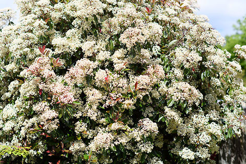 Scarlet firethorn - flowers, Heesch, Netherlands This Pyracantha coccinea (scarlet firethorn) is one of the largest plants in our garden. It's tall but also deep, the layers upon layers of branches make it quite an attractive urban bird nest location. Usually blackbirds nest in it. I see them go in and out all the time, yet I never inspect the nest or even check where it is. Birds are stressed enough already when nesting, and I want them to keep using the spot. I also never clean up the fallen leafs below the tree, as I know dunnocks are hopping around there, and it provides shelter and nutrition for snails and beetles. 

I just let things be. Non-intervention is fantastic, I mean...how hard can it be to do nothing at all? 

I haven't really kept track of the blooming of this plant, but I sure don't remember in the 12 years prior that it went into a super bloom like this. In the 2 weeks that it bloomed, I think it attracted all the neighbourhood's pollinators. There's thousands of little flowers on this single plant.

I'll misuse this post for a little gear tour. Most of my photos shared on JD come from our remote travel or local macro hikes, where my 80-400mm and 105mm macro lens dominate. These 3 photos are taken with the 3 "other" lenzes I own, although none of the shots do these lenzes much justice, so here goes...

AF-S NIKKOR 14-24mm F2.8G ED
----------------------------
A legendary ultra-wide angle lens. A huge bulb of glass, very heavy, known for its exceptional sharpness. My usage of this lens has decreased in recent years, due to simply being too busy with the other two disciplines in the field (birding, macro).

People first looking through this lens have their minds blown, if not used to 14mm. If you'd be almost hitting a tree with this lens, in the viewfinder those trees seem 5m away still. And it will show your feet, even if not pointing at them. You can easily cover a tight cave with this lens:
https://www.jungledragon.com/image/38579/entry_to_the_cave_of_bats_ankarana_madagascar.html

Or, you can fit entire trees in your viewfinder:

https://www.jungledragon.com/tag/17703/kandy.html

Nikon AF-S NIKKOR 85mm f/1.4G Lens
----------------------------------
This is optically my best lens. It is fixed focal length, very fast, with a stunning bokeh. I use this lens occassionally, mostly on pets and people, which I don't share here. Unfortunately, few natural subjects are suitable for this lens. It's too short for birding, doesn't magnify enough for insect or small fungi. It can be used for plants or tame mammals, but I don't regularly do so. That said, I cannot overstate the glory of this lens. When used on the right subject, it creates a stunning atmosphere, even if you're not trying. This was literally my first shot with the lens, just point and shoot:

https://scontent-amt2-1.xx.fbcdn.net/v/t31.0-8/12779196_10153946942017692_462955599884554194_o.jpg?_nc_cat=102&_nc_ht=scontent-amt2-1.xx&oh=ab6ea71a286862207397e4c1649efbf1&oe=5D9BBA4D

A more recent example:
https://scontent-amt2-1.xx.fbcdn.net/v/t1.0-9/60213073_10157187426502692_3267645706168434688_o.jpg?_nc_cat=108&_nc_ht=scontent-amt2-1.xx&oh=76ba11e5da5d9934d25a742a75f4b9b6&oe=5D9DCEB2

My big frustration with this lens is that it does not focus close enough. If it would focus just a little closer, I'd use it far more often for fungi, for example. That said, this strategy can perhaps still work given that I do have plenty of crop space.

Nikkor 50mm F1.2 AI
-------------------
A recent addition. This is a sentimental lens. The lens is older than me, and still produced today. It is a solid piece of metal, no plastic. Both focusing and aperture is manually done, using a separate aperture ring. At f/1.2, it's Nikon's fastest lens. At f/1.2, with manual focus and on a high resolution sensor, using it is very hard, which is part of its charm. Above all, this lens renders with "character". Compared to the much more modern f/1.4, bokeh is a lot less smooth yet it is messy in an artistic way. The true signature of this lens is that the parts that are in focus are both sharp and unsharp. I know that doesn't make sense, it's best explained as something that is sharp with a faint glow around, sometimes called the "classic soft focus" effect in post processing. 

All of this is a reminder to myself to use these lenses more. 

https://www.jungledragon.com/image/80280/scarlet_firethorn_heesch_netherlands.html
https://www.jungledragon.com/image/80281/scarlet_firethorn_-_full_plant_heesch_netherlands.html Europe,Heesch,Netherlands,Pyracantha coccinea,Scarlet firethorn,World,the Netherlands