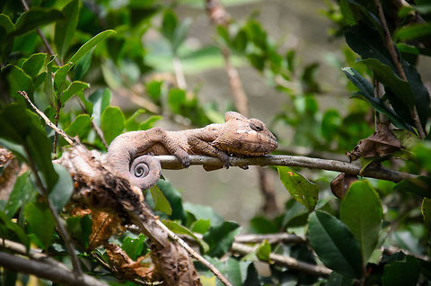 Chameleon in Madagascar, probably Oustalet's chameleon?  Furcifer oustaleti,Geotagged,Madagascar,Malagasy Giant Chameleon,Pyreras Reserve