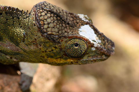 Panther chameleon closeup Can you find the spider hidden in this photo? Furcifer pardalis,Madagascar,Panther chameleon,Pyreras Reserve