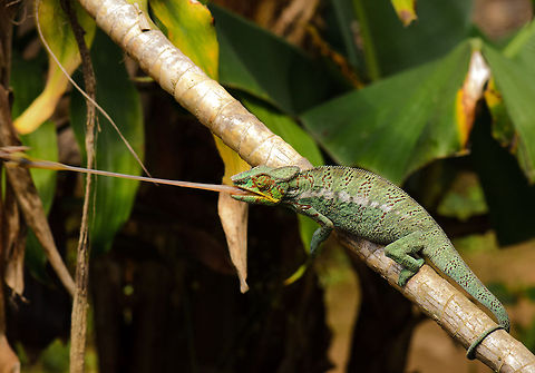 Panther chameleon tongue launch A local park guide was holding dead crickets outside of this view to trigger this Panther Chameleon to attack by rocket-launching its tongue. Four photographers lined up and it took 3 tries for anyone to get a good shot, and that lucky person was me :)

And yes, it really was luck. Their tongues launch at 26 times their body length per second,  accelerating from 0 to 20 feet per second (0 to six meters per second) in about 20 milliseconds.  Furcifer pardalis,Madagascar,Panther chameleon,Pyreras Reserve