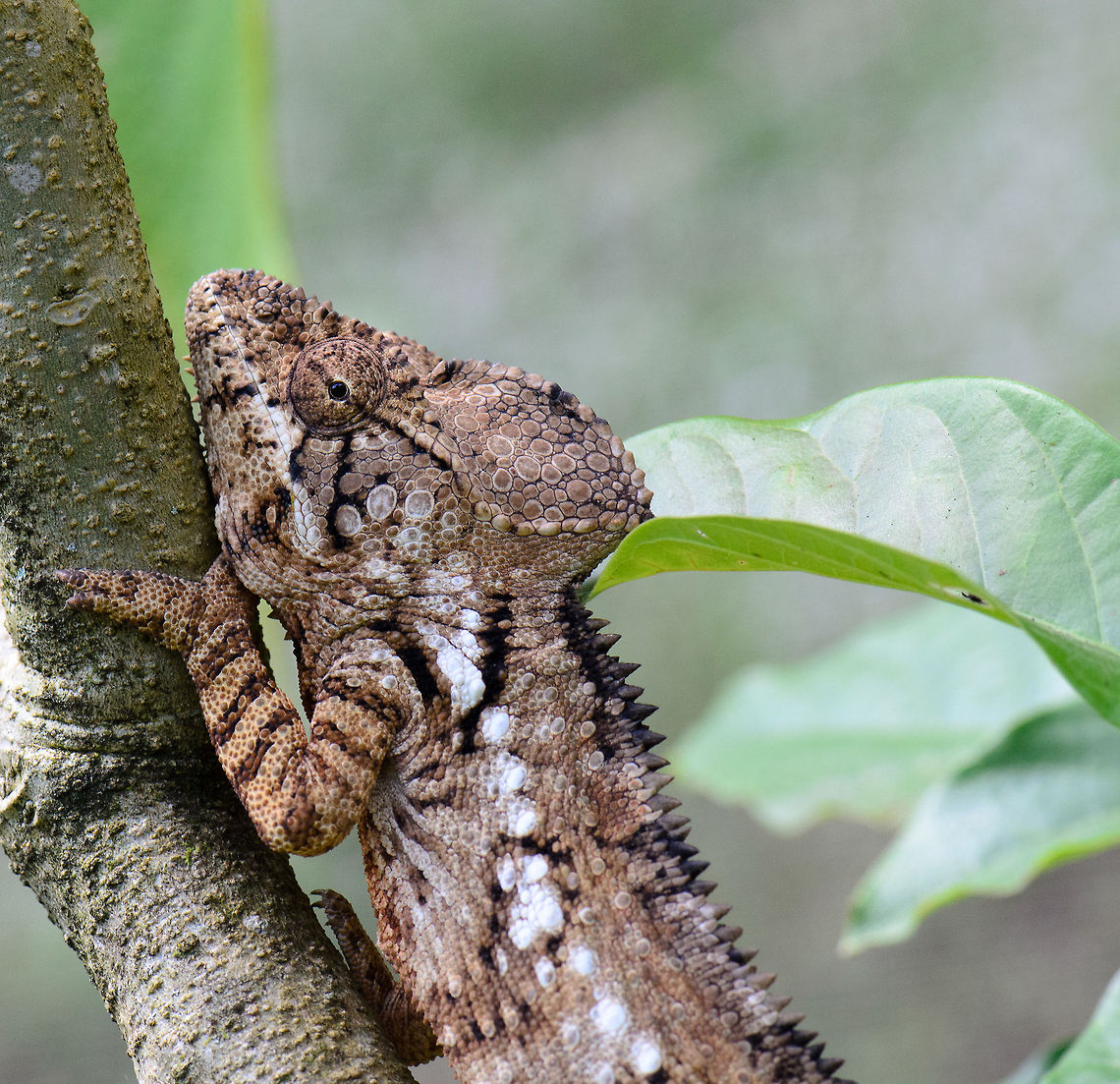 Oustalet's Chameleon hanging on to tree in Madagascar  Furcifer oustaleti,Madagascar,Malagasy Giant Chameleon,Pyreras Reserve
