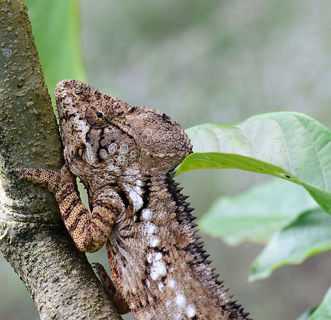 Oustalet's Chameleon hanging on to tree in Madagascar  Furcifer oustaleti,Madagascar,Malagasy Giant Chameleon,Pyreras Reserve