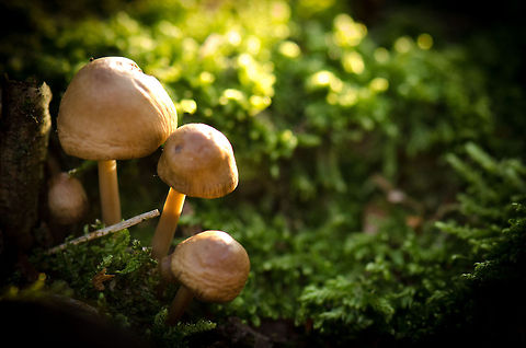 Start of fall Captured less than an hour ago, on a small hike close to where I live. Geotagged,Heesch,Hypholoma fasciculare,Sulphur tuft,The Netherlands