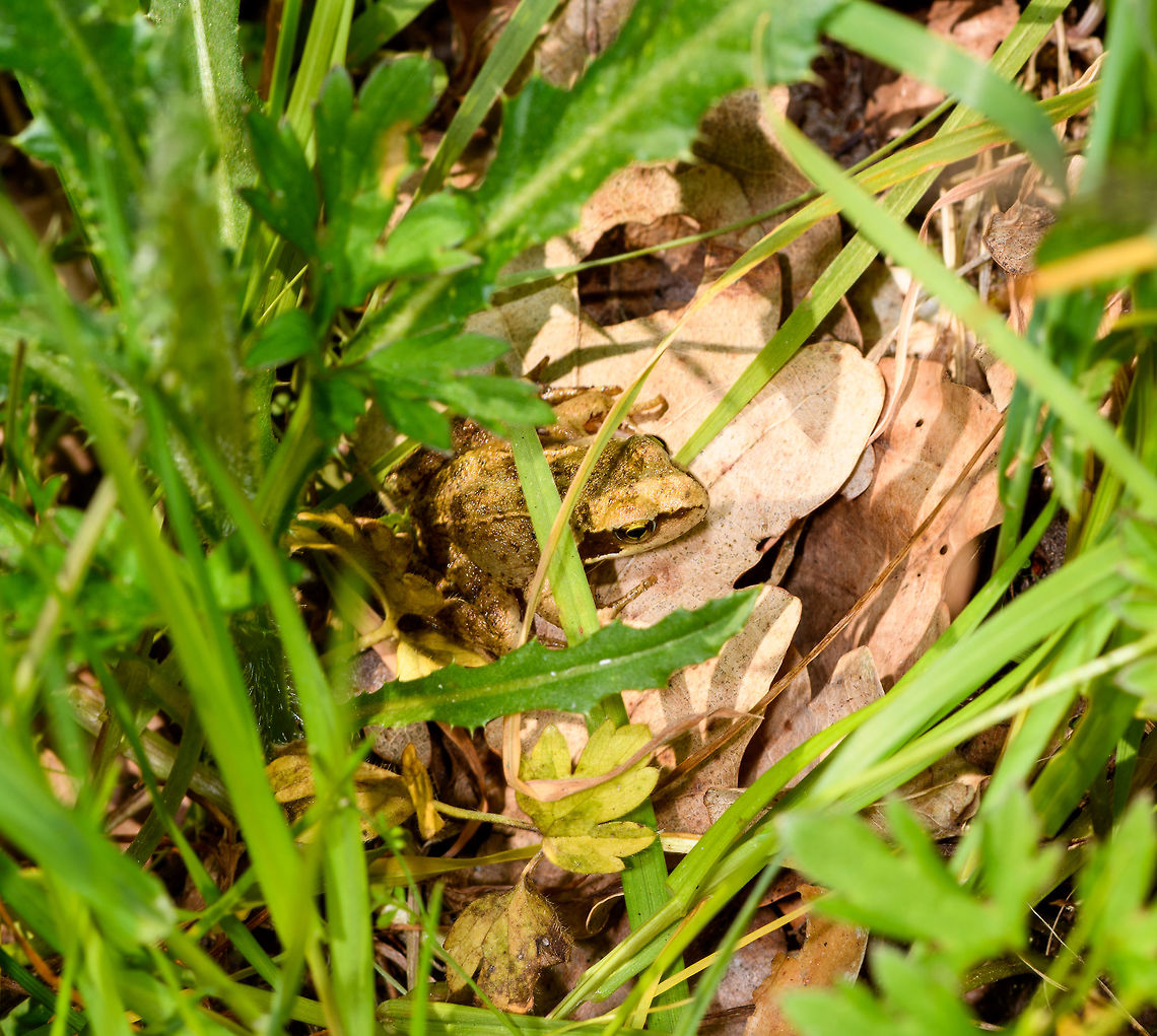 European Common Frog, Heeswijk-Dinther, Netherlands This keeps happening to me, being intensely focused on photographing some insect, followed by a jump in heart rate when there&#039;s a sudden movement next to me. Almost always a frog. Common frog,Europe,Heeswijk-Dinther,Netherlands,Rana temporaria,World