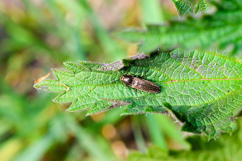 Athous haemorrhoidalis, Heeswijk-Dinther, Netherlands One of 75 click beetles known to occur in the Netherlands. Species is a guess, as this species is known to be quite variable. Feel free to challenge, as always. Athous haemorrhoidalis,Europe,Heeswijk-Dinther,Netherlands,World