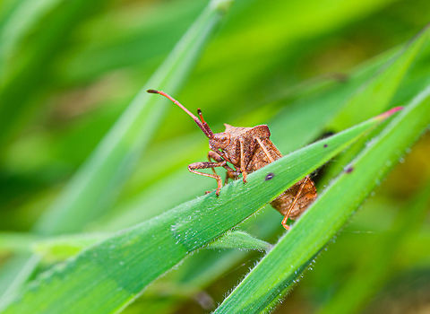 Dock Bug emerging, Heeswijk-Dinther, Netherlands Extremely common at this time of year in this small patch of open forest. Coreus marginatus,Dock bug,Europe,Heeswijk-Dinther,Netherlands,World