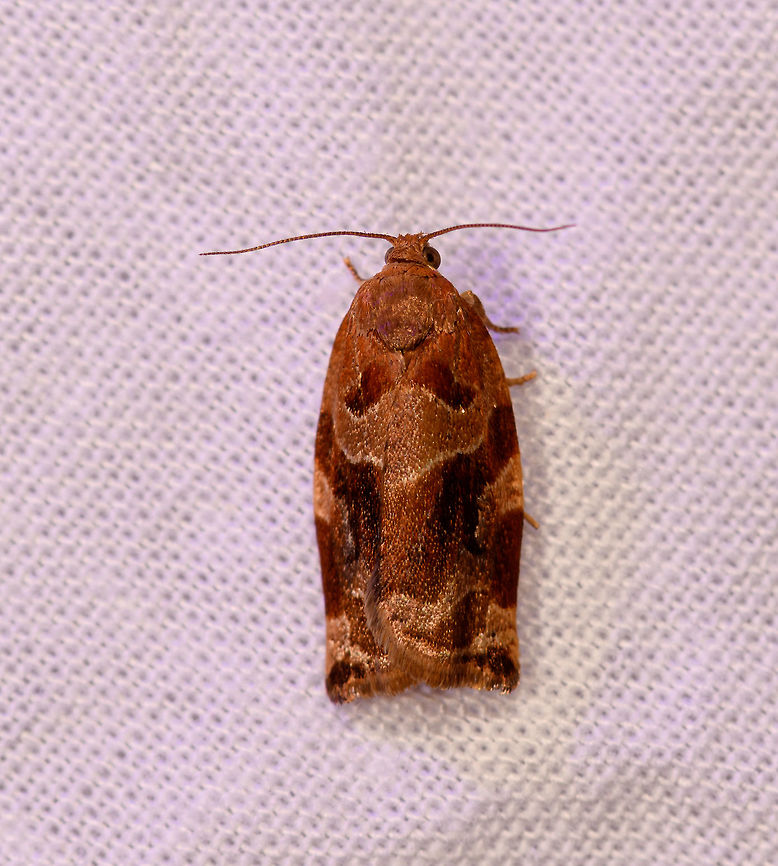 Variegated golden tortrix, Heesch, Netherlands Our very first LepiLED result! Some background:<br />
<br />
We&#039;ll soon embark on a trip to Madagascar and would like to do mothing there. However, Madagascar&#039;s power grid is sometimes unreliable and/or rationed. Furthermore, being constrained to grid power limits mobility. So we&#039;re preparing a mobile solution, which we first tested today in the garden:<br />
<br />
<a href="https://scontent-amt2-1.xx.fbcdn.net/v/t1.0-9/62605654_10157273853467692_1920029219455238144_o.jpg?_nc_cat=111&amp;_nc_ht=scontent-amt2-1.xx&amp;oh=cf47161fdb7c46dff691e504be847ca1&amp;oe=5D835539" rel="nofollow">https://scontent-amt2-1.xx.fbcdn.net/v/t1.0-9/62605654_10157273853467692_1920029219455238144_o.jpg?_nc_cat=111&amp;_nc_ht=scontent-amt2-1.xx&amp;oh=cf47161fdb7c46dff691e504be847ca1&amp;oe=5D835539</a><br />
<br />
There&#039;s a cloth, a set of tent poles (consisting of sections so it can fit in luggage), and wires to keep up the cloth. This means we don&#039;t need a support structure like a building or tree to set up the cloth. This approach does not tolerate a lot of wind though, but we don&#039;t expect that to be a problem. In the case of rain, we do need a sheltered building.<br />
<br />
Behind the middle of the cloth is a 3rd pole, where at the top is an iron hinge. From the hinge and a rope, the most important ingredient is placed: LepiLED.<br />
<br />
LepiLED has a UV light, green light and white light that supposedly are optimized to attract moths. It is powered by a powerbank, the same one you may use to charge a smartphone on the go. You can put the light in mixed mode or UV-only mode, the latter uses far less energy.<br />
<br />
Today&#039;s test in the garden was just to put the ingredients together and see if the structure holds up. We live in a low biodiversity urban area with lots of light pollution so the yield will be low no matter the light. Plus, it immediately started to rain yet before breaking down the setup we did get this one moth :)<br />
<br />
I can&#039;t wait to see what this will do in Madagascar, I&#039;m both excited and nervous about it. Archips xylosteana,Europe,Heesch,LepiLED,Moths,Netherlands,Variegated golden tortrix,World,the Netherlands