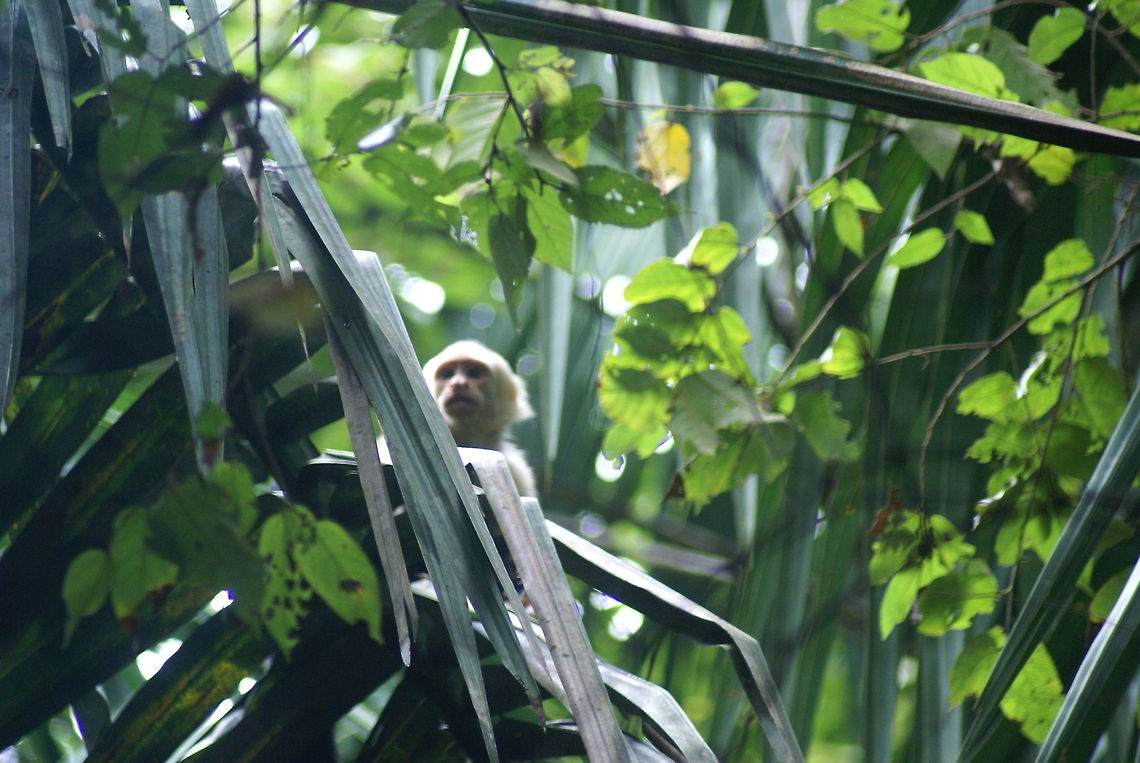 Capuchin monkey in the distance Capuchin monkey amidst the dense vegetation looking for fresh fruit. Capuchin,Cebus capucinus,Costa Rica,Mammalia,Monkeys,White-headed capuchin,White-throated Capuchin