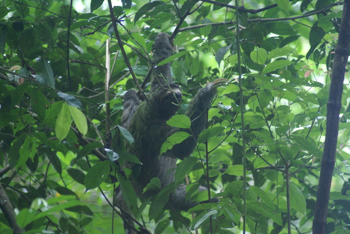 Costa Rican Sloth A sloth in Costa Rica in a rare moment of activity. A little fun fact about sloths: they are designed to conserve energy. For example, their claws are attached to the bones in their arms so that it costs zero muscle energy to hang down a tree. People who used to shoot them for their meat would have to climb the tree to pick up the dead sloth, since it will never fall. The utlimate proof that nature has a sense of humour. Bradypus variegatus,Brown-throated sloth,Costa Rica,Sloth