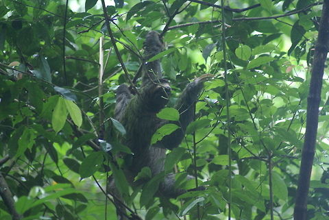 Costa Rican Sloth A sloth in Costa Rica in a rare moment of activity. A little fun fact about sloths: they are designed to conserve energy. For example, their claws are attached to the bones in their arms so that it costs zero muscle energy to hang down a tree. People who used to shoot them for their meat would have to climb the tree to pick up the dead sloth, since it will never fall. The utlimate proof that nature has a sense of humour. Bradypus variegatus,Brown-throated sloth,Costa Rica,Sloth