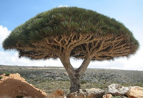 Dragon Blood Tree (Socotra Archipelago) This bizarre tree is called the Dragon Blood Tree, which can only be found at the Socotra island (part of Yemen). Socotra is often referred to as the most alien place on earth. Dracaena Cinnabari,Dracaena cinnabari,Dragon Blood Tree,Socotra Archipelago,Tree