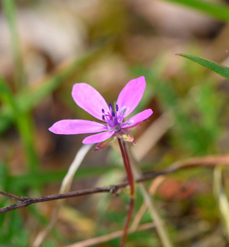 Common stork's-bill, Heeswijk-Dinther, Netherlands  Common stork's-bill,Erodium cicutarium,Europe,Heeswijk-Dinther,Netherlands,World