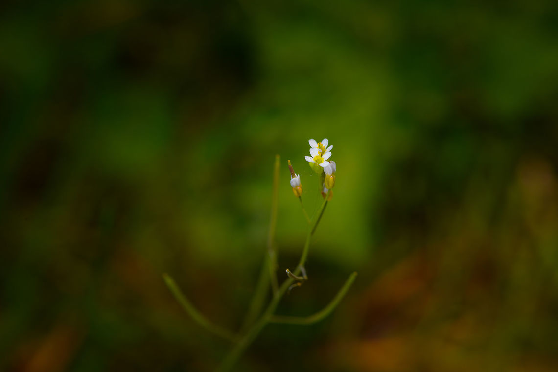Brassicaceae sp., Heeswijk-Dinther, Netherlands  Europe,Heeswijk-Dinther,Netherlands,World