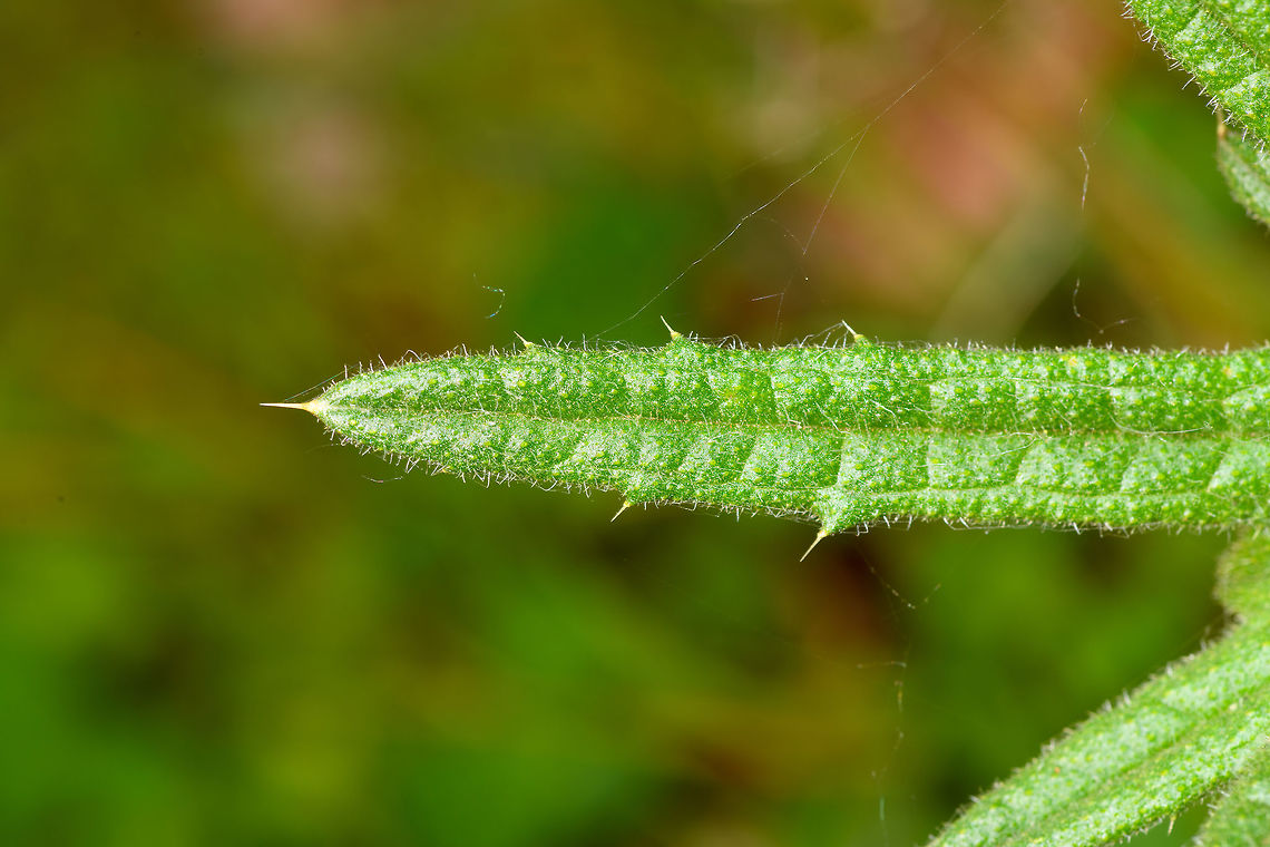 Spear Thistle early growth - leaf closeup, Heeswijk-Dinther, Netherlands Early growth in April of this Spear Thistle, also known as Bull Thistle or Black Thistle. One of my favorite flowers as it is an extremely productive nectar provider, as well as a host plant for several butterflies. A few months from now, this plant likely will be around 1.5m tall. When blooming, it will constantly be attended by lots of insects, so an easy "score" for me.<br />
<figure class="photo"><a href="https://www.jungledragon.com/image/80813/spear_thistle_early_growth_heeswijk-dinther_netherlands.html" title="Spear Thistle early growth, Heeswijk-Dinther, Netherlands"><img src="https://s3.amazonaws.com/media.jungledragon.com/images/2/80813_thumb.jpg?AWSAccessKeyId=05GMT0V3GWVNE7GGM1R2&Expires=1759968010&Signature=8BDjOztRI5yUjF0Dk7GhfFQJ21A%3D" width="200" height="134" alt="Spear Thistle early growth, Heeswijk-Dinther, Netherlands Early growth in April of this Spear Thistle, also known as Bull Thistle or Black Thistle. One of my favorite flowers as it is an extremely productive nectar provider, as well as a host plant for several butterflies. A few months from now, this plant likely will be around 1.5m tall. When blooming, it will constantly be attended by lots of insects, so an easy "score" for me.<br />
https://www.jungledragon.com/image/80814/spear_thistle_early_growth_-_top_view_heeswijk-dinther_netherlands.html<br />
https://www.jungledragon.com/image/80812/spear_thistle_early_growth_-_leaf_closeup_heeswijk-dinther_netherlands.html Cirsium vulgare,Europe,Heeswijk-Dinther,Netherlands,Spear Thistle,World" /></a></figure><br />
<figure class="photo"><a href="https://www.jungledragon.com/image/80814/spear_thistle_early_growth_-_top_view_heeswijk-dinther_netherlands.html" title="Spear Thistle early growth - top view, Heeswijk-Dinther, Netherlands"><img src="https://s3.amazonaws.com/media.jungledragon.com/images/2/80814_thumb.jpg?AWSAccessKeyId=05GMT0V3GWVNE7GGM1R2&Expires=1759968010&Signature=K%2FudYWm5NOgKj4%2BW0UApvEJym6s%3D" width="200" height="134" alt="Spear Thistle early growth - top view, Heeswijk-Dinther, Netherlands Early growth in April of this Spear Thistle, also known as Bull Thistle or Black Thistle. One of my favorite flowers as it is an extremely productive nectar provider, as well as a host plant for several butterflies. A few months from now, this plant likely will be around 1.5m tall. When blooming, it will constantly be attended by lots of insects, so an easy "score" for me.<br />
https://www.jungledragon.com/image/80813/spear_thistle_early_growth_heeswijk-dinther_netherlands.html<br />
https://www.jungledragon.com/image/80812/spear_thistle_early_growth_-_leaf_closeup_heeswijk-dinther_netherlands.html Cirsium vulgare,Europe,Heeswijk-Dinther,Netherlands,Spear Thistle,World" /></a></figure> Cirsium vulgare,Europe,Heeswijk-Dinther,Netherlands,Spear Thistle,World