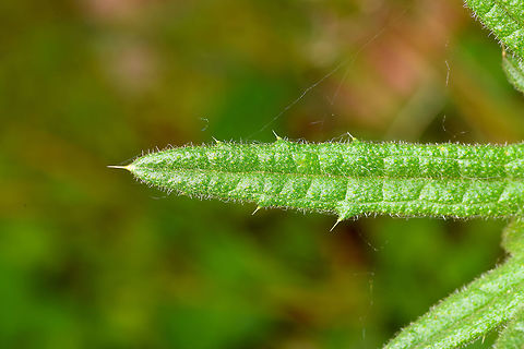 Spear Thistle early growth - leaf closeup, Heeswijk-Dinther, Netherlands Early growth in April of this Spear Thistle, also known as Bull Thistle or Black Thistle. One of my favorite flowers as it is an extremely productive nectar provider, as well as a host plant for several butterflies. A few months from now, this plant likely will be around 1.5m tall. When blooming, it will constantly be attended by lots of insects, so an easy "score" for me.
https://www.jungledragon.com/image/80813/spear_thistle_early_growth_heeswijk-dinther_netherlands.html
https://www.jungledragon.com/image/80814/spear_thistle_early_growth_-_top_view_heeswijk-dinther_netherlands.html Cirsium vulgare,Europe,Heeswijk-Dinther,Netherlands,Spear Thistle,World