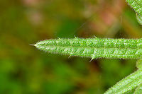 Spear Thistle early growth - leaf closeup, Heeswijk-Dinther, Netherlands Early growth in April of this Spear Thistle, also known as Bull Thistle or Black Thistle. One of my favorite flowers as it is an extremely productive nectar provider, as well as a host plant for several butterflies. A few months from now, this plant likely will be around 1.5m tall. When blooming, it will constantly be attended by lots of insects, so an easy "score" for me.<br />
https://www.jungledragon.com/image/80813/spear_thistle_early_growth_heeswijk-dinther_netherlands.html<br />
https://www.jungledragon.com/image/80814/spear_thistle_early_growth_-_top_view_heeswijk-dinther_netherlands.html Cirsium vulgare,Europe,Heeswijk-Dinther,Netherlands,Spear Thistle,World