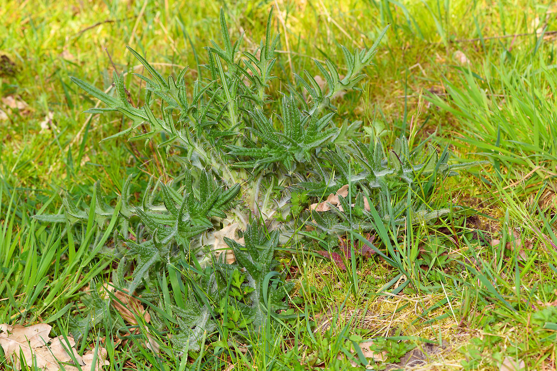Spear Thistle early growth, Heeswijk-Dinther, Netherlands Early growth in April of this Spear Thistle, also known as Bull Thistle or Black Thistle. One of my favorite flowers as it is an extremely productive nectar provider, as well as a host plant for several butterflies. A few months from now, this plant likely will be around 1.5m tall. When blooming, it will constantly be attended by lots of insects, so an easy "score" for me.<br />
<figure class="photo"><a href="https://www.jungledragon.com/image/80814/spear_thistle_early_growth_-_top_view_heeswijk-dinther_netherlands.html" title="Spear Thistle early growth - top view, Heeswijk-Dinther, Netherlands"><img src="https://s3.amazonaws.com/media.jungledragon.com/images/2/80814_thumb.jpg?AWSAccessKeyId=05GMT0V3GWVNE7GGM1R2&Expires=1769040010&Signature=9rxChXrSWEShLtxD2hyrwD1MAYE%3D" width="200" height="134" alt="Spear Thistle early growth - top view, Heeswijk-Dinther, Netherlands Early growth in April of this Spear Thistle, also known as Bull Thistle or Black Thistle. One of my favorite flowers as it is an extremely productive nectar provider, as well as a host plant for several butterflies. A few months from now, this plant likely will be around 1.5m tall. When blooming, it will constantly be attended by lots of insects, so an easy "score" for me.<br />
https://www.jungledragon.com/image/80813/spear_thistle_early_growth_heeswijk-dinther_netherlands.html<br />
https://www.jungledragon.com/image/80812/spear_thistle_early_growth_-_leaf_closeup_heeswijk-dinther_netherlands.html Cirsium vulgare,Europe,Heeswijk-Dinther,Netherlands,Spear Thistle,World" /></a></figure><br />
<figure class="photo"><a href="https://www.jungledragon.com/image/80812/spear_thistle_early_growth_-_leaf_closeup_heeswijk-dinther_netherlands.html" title="Spear Thistle early growth - leaf closeup, Heeswijk-Dinther, Netherlands"><img src="https://s3.amazonaws.com/media.jungledragon.com/images/2/80812_thumb.jpg?AWSAccessKeyId=05GMT0V3GWVNE7GGM1R2&Expires=1769040010&Signature=hIyQfCyUrmnesDTuXuEK6z23BOE%3D" width="200" height="134" alt="Spear Thistle early growth - leaf closeup, Heeswijk-Dinther, Netherlands Early growth in April of this Spear Thistle, also known as Bull Thistle or Black Thistle. One of my favorite flowers as it is an extremely productive nectar provider, as well as a host plant for several butterflies. A few months from now, this plant likely will be around 1.5m tall. When blooming, it will constantly be attended by lots of insects, so an easy "score" for me.<br />
https://www.jungledragon.com/image/80813/spear_thistle_early_growth_heeswijk-dinther_netherlands.html<br />
https://www.jungledragon.com/image/80814/spear_thistle_early_growth_-_top_view_heeswijk-dinther_netherlands.html Cirsium vulgare,Europe,Heeswijk-Dinther,Netherlands,Spear Thistle,World" /></a></figure> Cirsium vulgare,Europe,Heeswijk-Dinther,Netherlands,Spear Thistle,World