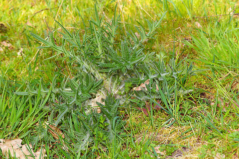 Spear Thistle early growth, Heeswijk-Dinther, Netherlands Early growth in April of this Spear Thistle, also known as Bull Thistle or Black Thistle. One of my favorite flowers as it is an extremely productive nectar provider, as well as a host plant for several butterflies. A few months from now, this plant likely will be around 1.5m tall. When blooming, it will constantly be attended by lots of insects, so an easy "score" for me.
https://www.jungledragon.com/image/80814/spear_thistle_early_growth_-_top_view_heeswijk-dinther_netherlands.html
https://www.jungledragon.com/image/80812/spear_thistle_early_growth_-_leaf_closeup_heeswijk-dinther_netherlands.html Cirsium vulgare,Europe,Heeswijk-Dinther,Netherlands,Spear Thistle,World