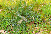 Spear Thistle early growth, Heeswijk-Dinther, Netherlands Early growth in April of this Spear Thistle, also known as Bull Thistle or Black Thistle. One of my favorite flowers as it is an extremely productive nectar provider, as well as a host plant for several butterflies. A few months from now, this plant likely will be around 1.5m tall. When blooming, it will constantly be attended by lots of insects, so an easy "score" for me.<br />
https://www.jungledragon.com/image/80814/spear_thistle_early_growth_-_top_view_heeswijk-dinther_netherlands.html<br />
https://www.jungledragon.com/image/80812/spear_thistle_early_growth_-_leaf_closeup_heeswijk-dinther_netherlands.html Cirsium vulgare,Europe,Heeswijk-Dinther,Netherlands,Spear Thistle,World