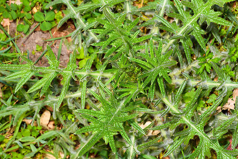 Spear Thistle early growth - top view, Heeswijk-Dinther, Netherlands Early growth in April of this Spear Thistle, also known as Bull Thistle or Black Thistle. One of my favorite flowers as it is an extremely productive nectar provider, as well as a host plant for several butterflies. A few months from now, this plant likely will be around 1.5m tall. When blooming, it will constantly be attended by lots of insects, so an easy "score" for me.
https://www.jungledragon.com/image/80813/spear_thistle_early_growth_heeswijk-dinther_netherlands.html
https://www.jungledragon.com/image/80812/spear_thistle_early_growth_-_leaf_closeup_heeswijk-dinther_netherlands.html Cirsium vulgare,Europe,Heeswijk-Dinther,Netherlands,Spear Thistle,World
