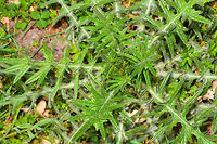 Spear Thistle early growth - top view, Heeswijk-Dinther, Netherlands Early growth in April of this Spear Thistle, also known as Bull Thistle or Black Thistle. One of my favorite flowers as it is an extremely productive nectar provider, as well as a host plant for several butterflies. A few months from now, this plant likely will be around 1.5m tall. When blooming, it will constantly be attended by lots of insects, so an easy "score" for me.<br />
https://www.jungledragon.com/image/80813/spear_thistle_early_growth_heeswijk-dinther_netherlands.html<br />
https://www.jungledragon.com/image/80812/spear_thistle_early_growth_-_leaf_closeup_heeswijk-dinther_netherlands.html Cirsium vulgare,Europe,Heeswijk-Dinther,Netherlands,Spear Thistle,World