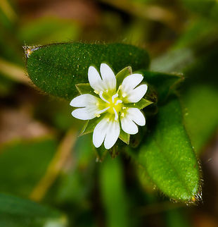 Sticky mouse-ear chickweed, Heeswijk-Dinther, Netherlands A closeup to reveal the mouse ears :) Cerastium glomeratum,Europe,Heeswijk-Dinther,Netherlands,World