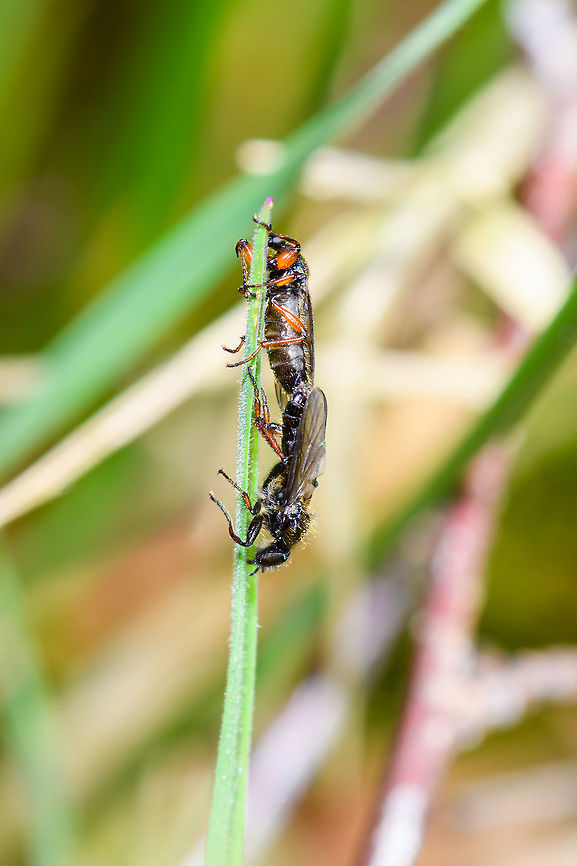 Bibio varipes mating, Heeswijk-Dinther, Netherlands  Bibio varipes,Europe,Heeswijk-Dinther,Netherlands,World