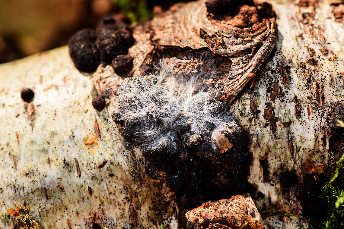 Mycelium on birch tree, Heeswijk-Dinther, Netherlands Mycelium on a birch tree, revealed after I removed a rotten section from it. Europe,Heeswijk-Dinther,Netherlands,World
