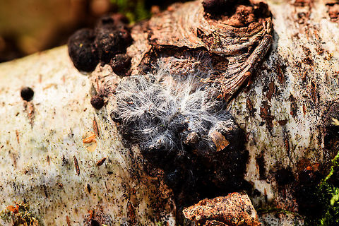 Mycelium on birch tree, Heeswijk-Dinther, Netherlands Mycelium on a birch tree, revealed after I removed a rotten section from it. Europe,Heeswijk-Dinther,Netherlands,World