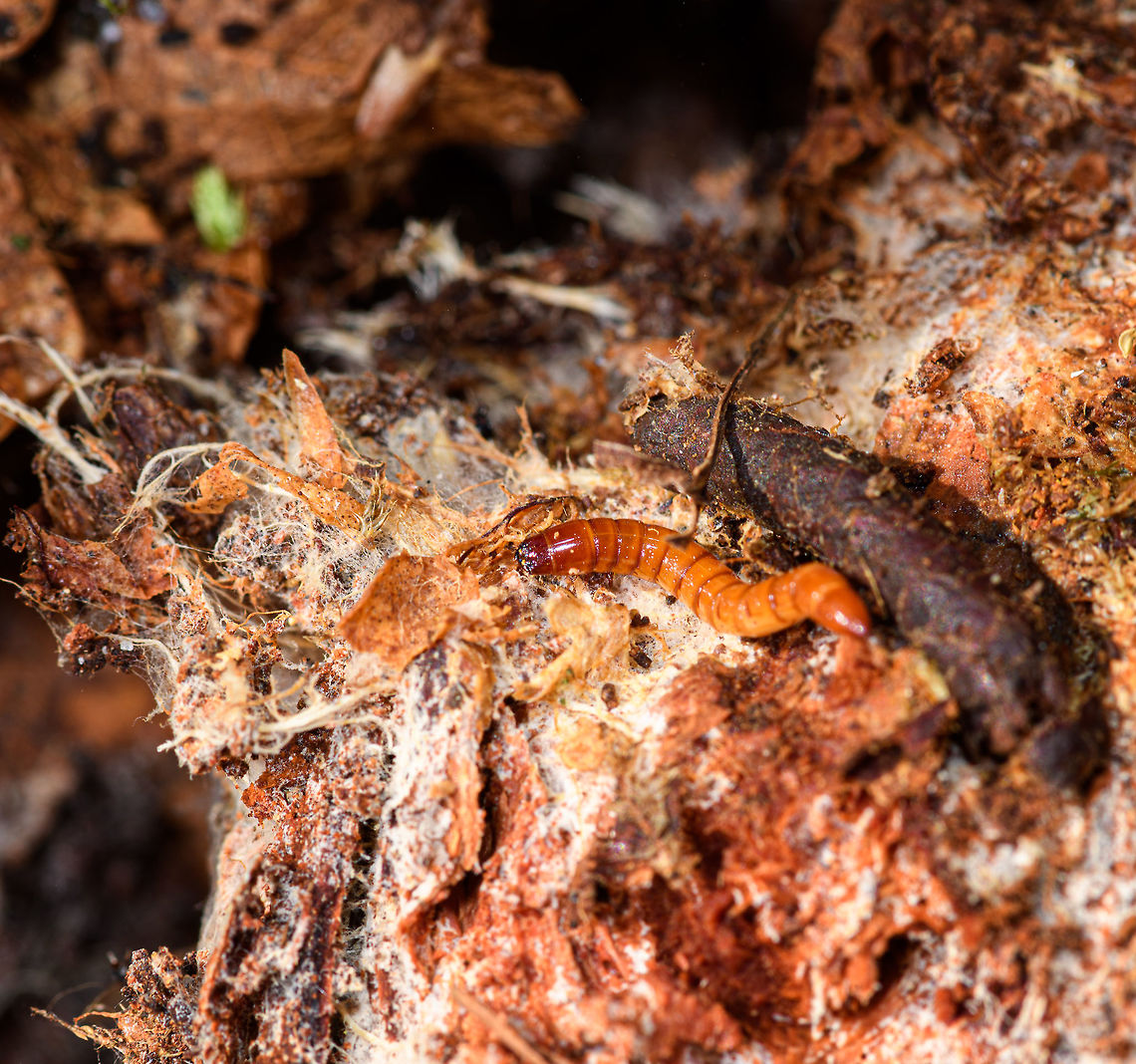 Click Beetle larva (wireworm), Heeswijk-Dinther, Netherlands After pulling of a section of a standing yet rotting tree, this orange worm was found inside and quickly disappeared deeper into the tree. If you zoom in closely enough, you&#039;ll see it&#039;s not a worm, as it has 3 pairs of legs. Likely, it is the larva of a Click Beetle, which confusingly are called &quot;wireworms&quot;.  Europe,Heeswijk-Dinther,Netherlands,World