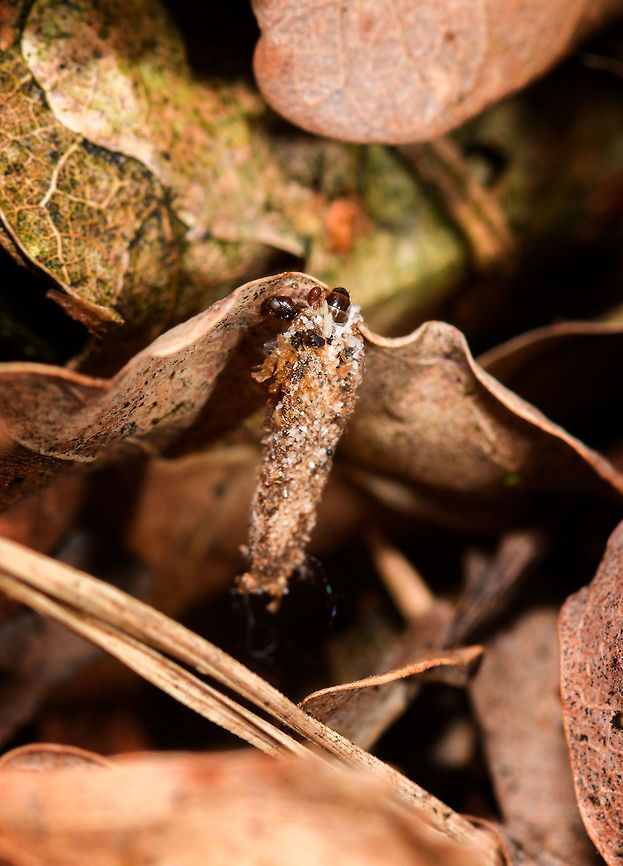 Dahlica triquetrella (bagworm moth), Heeswijk-Dinther, Netherlands Found on the forest floor hanging on a dead leaf. As there's only 24 species of "psychidae" known to occur in the Netherlands, I got to my tentative ID based on the bag's composition of materials (as well as shape). Dahlica triquetrella is described as having a light-colored case because it's main material is grains of sand (you can confirm this when zooming in). The secondary material are the remains of other insects, which are part of the diet.<br />
<br />
The dutch common name for this species is "zandzakdrager" => sand bag carrier, referring to the case material.<br />
<br />
Dahlica triquetrella,Europe,Heeswijk-Dinther,Netherlands,World