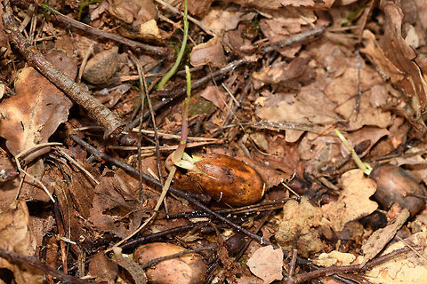 Acorn maturing, Heeswijk-Dinther, Netherlands An acorn found on the forest floor in the process of germinating, which for oak species may take between 6 and 24 months. It's quite incredible how this little nut may grow into a tree up to a few dozens tons in weight. And not just that, also to be a pinnacle of life where it provides shelter and food for countless other life forms. Here's a cool timelapse of an acorn maturing:
https://www.youtube.com/watch?v=ijmMA9hlo00 Europe,Heeswijk-Dinther,Netherlands,World