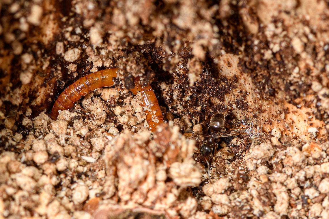 Click Beetle larva (wireworm) inside tree, Heeswijk-Dinther, Netherlands A second example of a wireworm found after pulling the bark of a rotten tree. Note how the wood inside is pulverized. And there&#039;s two photo bombers, an ant and a woodlouse. Europe,Heeswijk-Dinther,Netherlands,World