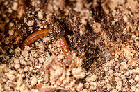 Click Beetle larva (wireworm) inside tree, Heeswijk-Dinther, Netherlands A second example of a wireworm found after pulling the bark of a rotten tree. Note how the wood inside is pulverized. And there's two photo bombers, an ant and a woodlouse. Europe,Heeswijk-Dinther,Netherlands,World