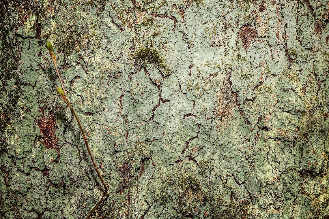 Powder lichen (Lepraria incana), Heeswijk-Dinther, Netherlands This is a large section of the bark of a tree which was entirely covered with this lichen. If I have the correct species, the dutch name is "Common Powder Crust". As you can see when you zoom in, it is ultra fine, indeed powder-like.  Europe,Heeswijk-Dinther,Lepraria incana,Netherlands,World