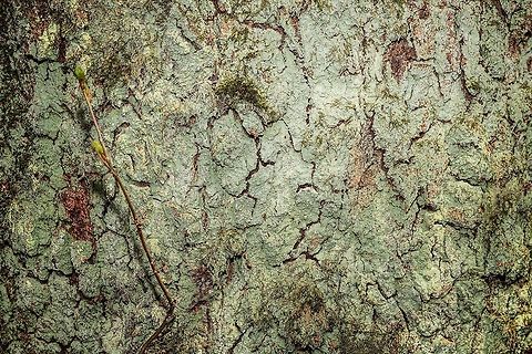 Powder lichen (Lepraria incana), Heeswijk-Dinther, Netherlands This is a large section of the bark of a tree which was entirely covered with this lichen. If I have the correct species, the dutch name is "Common Powder Crust". As you can see when you zoom in, it is ultra fine, indeed powder-like.  Europe,Heeswijk-Dinther,Lepraria incana,Netherlands,World