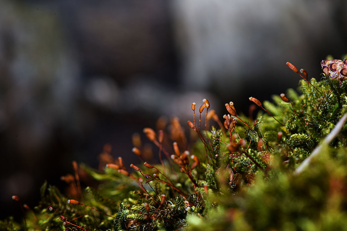 Cypress-leaved plaitmoss, Heeswijk-Dinther, Netherlands Tentative ID that I will try to get verified by an expert. This is a highly variable species and there&#039;s a few other candidates. If the ID is correct, note that the dutch name translates as &quot;billed claw moss&quot;. The claw part refers to the claw-like shape of the leafs, which you can see in the photo when you zoom in.<br />
<figure class="photo"><a href="https://www.jungledragon.com/image/81065/cypress-leaved_plaitmoss_-_closeup_heeswijk-dinther_netherlands.html" title="Cypress-leaved plaitmoss - closeup, Heeswijk-Dinther, Netherlands"><img src="https://s3.amazonaws.com/media.jungledragon.com/images/2/81065_thumb.jpg?AWSAccessKeyId=05GMT0V3GWVNE7GGM1R2&Expires=1767225610&Signature=%2BsmKmHH7HtF8ZZK0s6LVdijF%2Fso%3D" width="200" height="134" alt="Cypress-leaved plaitmoss - closeup, Heeswijk-Dinther, Netherlands Tentative ID that I will try to get verified by an expert. This is a highly variable species and there&#039;s a few other candidates. If the ID is correct, note that the dutch name translates as &quot;billed claw moss&quot;. The claw part refers to the claw-like shape of the leafs, which you can see in the photo when you zoom in. <br />
https://www.jungledragon.com/image/81064/cypress-leaved_plaitmoss_heeswijk-dinther_netherlands.html Cypress-leaved plaitmoss,Europe,Heeswijk-Dinther,Hypnum cupressiforme,Netherlands,World" /></a></figure> Europe,Heeswijk-Dinther,Hypnum cupressiforme,Netherlands,World