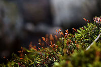Cypress-leaved plaitmoss, Heeswijk-Dinther, Netherlands Tentative ID that I will try to get verified by an expert. This is a highly variable species and there's a few other candidates. If the ID is correct, note that the dutch name translates as "billed claw moss". The claw part refers to the claw-like shape of the leafs, which you can see in the photo when you zoom in.<br />
https://www.jungledragon.com/image/81065/cypress-leaved_plaitmoss_-_closeup_heeswijk-dinther_netherlands.html Europe,Heeswijk-Dinther,Hypnum cupressiforme,Netherlands,World