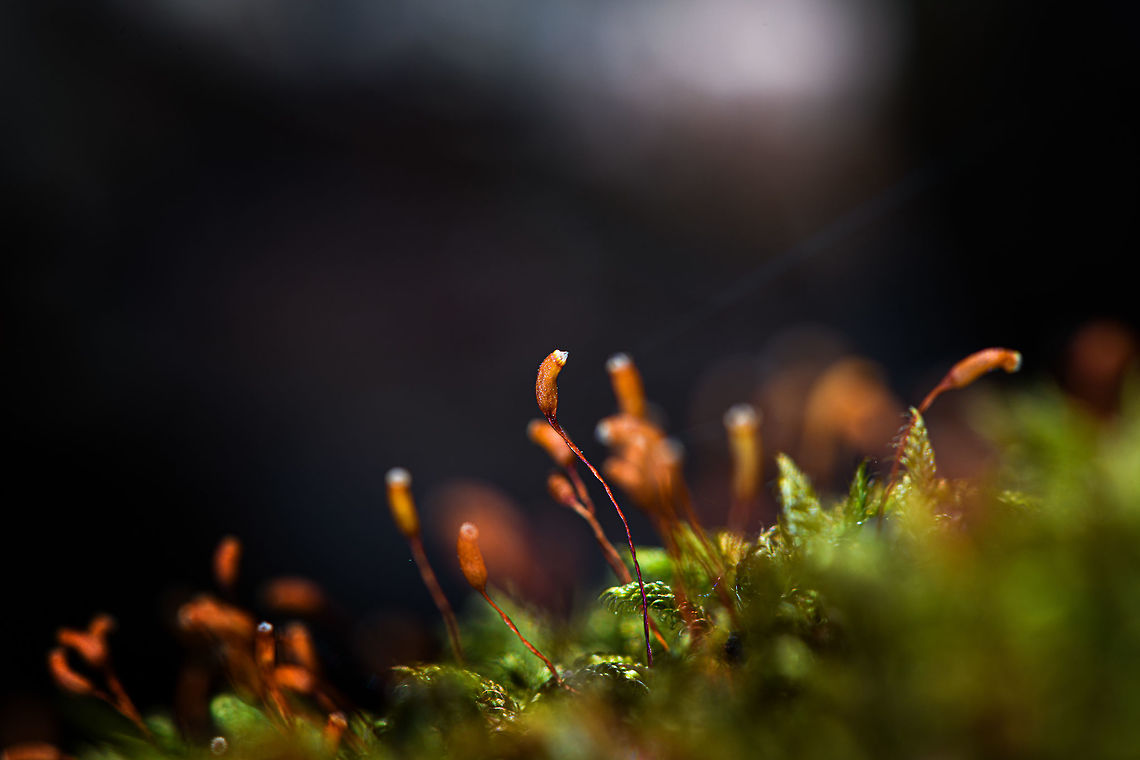 Cypress-leaved plaitmoss - closeup, Heeswijk-Dinther, Netherlands Tentative ID that I will try to get verified by an expert. This is a highly variable species and there&#039;s a few other candidates. If the ID is correct, note that the dutch name translates as &quot;billed claw moss&quot;. The claw part refers to the claw-like shape of the leafs, which you can see in the photo when you zoom in. <br />
<figure class="photo"><a href="https://www.jungledragon.com/image/81064/cypress-leaved_plaitmoss_heeswijk-dinther_netherlands.html" title="Cypress-leaved plaitmoss, Heeswijk-Dinther, Netherlands"><img src="https://s3.amazonaws.com/media.jungledragon.com/images/2/81064_thumb.jpg?AWSAccessKeyId=05GMT0V3GWVNE7GGM1R2&Expires=1767225610&Signature=Ly7KquydajEXRSbFGntcObfWY70%3D" width="200" height="134" alt="Cypress-leaved plaitmoss, Heeswijk-Dinther, Netherlands Tentative ID that I will try to get verified by an expert. This is a highly variable species and there&#039;s a few other candidates. If the ID is correct, note that the dutch name translates as &quot;billed claw moss&quot;. The claw part refers to the claw-like shape of the leafs, which you can see in the photo when you zoom in.<br />
https://www.jungledragon.com/image/81065/cypress-leaved_plaitmoss_-_closeup_heeswijk-dinther_netherlands.html Europe,Heeswijk-Dinther,Hypnum cupressiforme,Netherlands,World" /></a></figure> Cypress-leaved plaitmoss,Europe,Heeswijk-Dinther,Hypnum cupressiforme,Netherlands,World