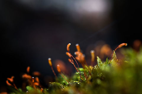 Cypress-leaved plaitmoss - closeup, Heeswijk-Dinther, Netherlands Tentative ID that I will try to get verified by an expert. This is a highly variable species and there's a few other candidates. If the ID is correct, note that the dutch name translates as "billed claw moss". The claw part refers to the claw-like shape of the leafs, which you can see in the photo when you zoom in. 
https://www.jungledragon.com/image/81064/cypress-leaved_plaitmoss_heeswijk-dinther_netherlands.html Cypress-leaved plaitmoss,Europe,Heeswijk-Dinther,Hypnum cupressiforme,Netherlands,World