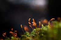 Cypress-leaved plaitmoss - closeup, Heeswijk-Dinther, Netherlands Tentative ID that I will try to get verified by an expert. This is a highly variable species and there's a few other candidates. If the ID is correct, note that the dutch name translates as "billed claw moss". The claw part refers to the claw-like shape of the leafs, which you can see in the photo when you zoom in. <br />
https://www.jungledragon.com/image/81064/cypress-leaved_plaitmoss_heeswijk-dinther_netherlands.html Cypress-leaved plaitmoss,Europe,Heeswijk-Dinther,Hypnum cupressiforme,Netherlands,World