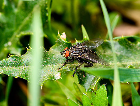Common flesh fly, Heeswijk-Dinther, Netherlands Named "checkerboard fly" in dutch, in reference to its pattern. Which makes little sense, because it is more striped than checkered. Larvae exclusively feed on rain worms. Eggs are deposited at entrance or exit points, once hatched, the larvae will find their own way to the rain worm, enter its body and ultimately kill it. The process is rapid, the larvae are already fully grown after a few days. Europe,Heeswijk-Dinther,Netherlands,Sarcophaga carnaria,World